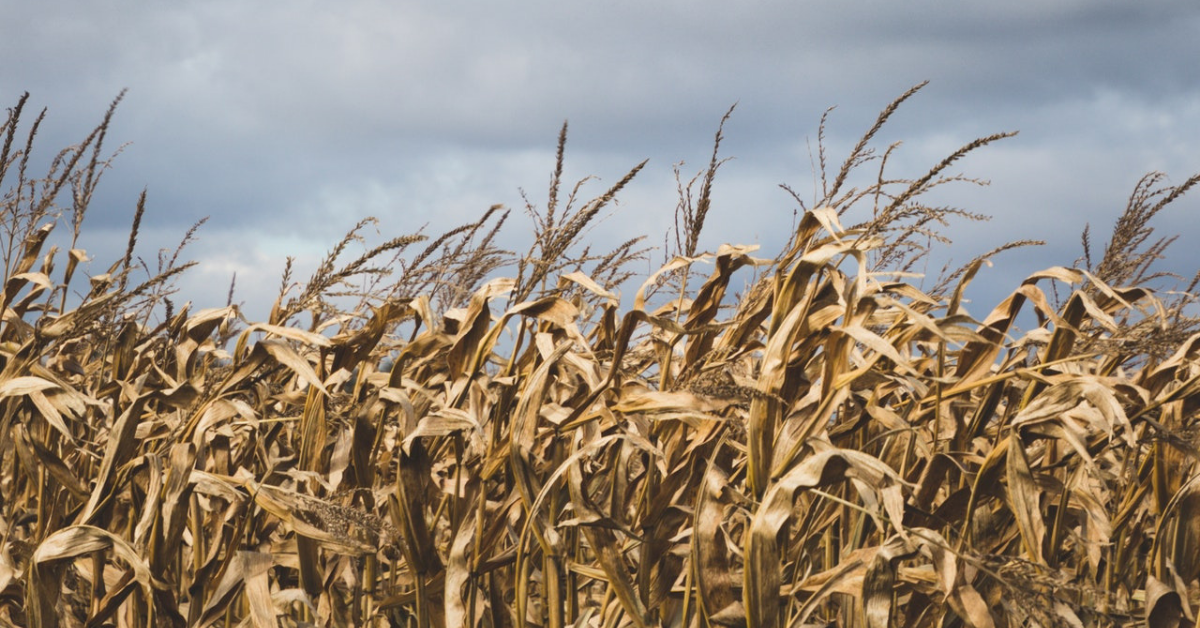 Torrington canal collapse