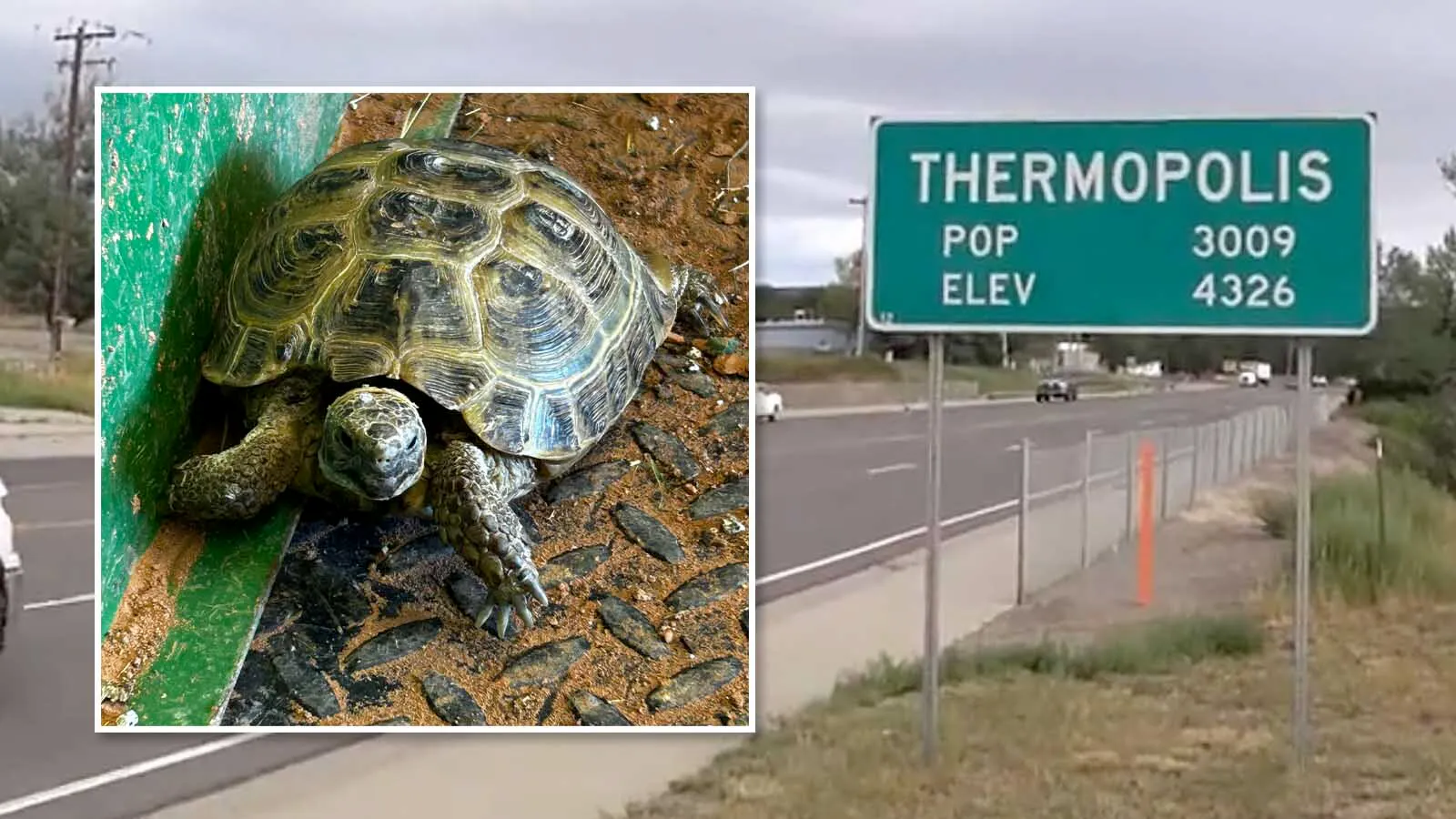 So far, nobody’s claimed a renegade Russian tortoise found wandering around in Thermopolis's Riverside Cemetery. “I’m hoping someone didn’t abandon it, because that’s not cool,” said the cemetery worker who found it.