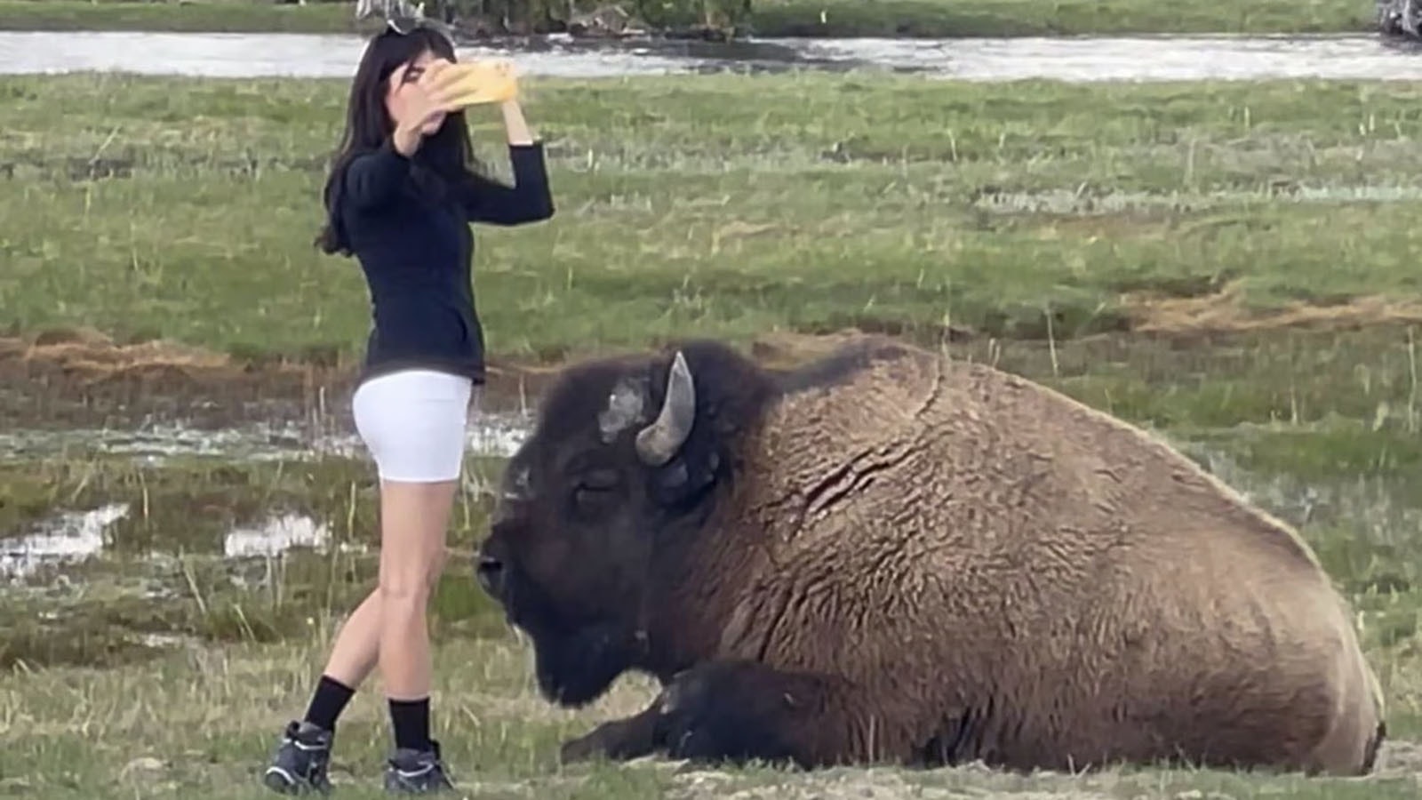 A visitor to Yellowstone National Park gets up close and personal to a bison to get a selfie with it in May 2023.