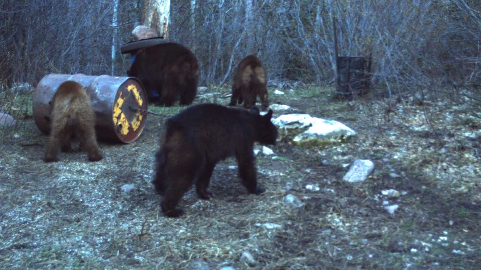 Hunters say that trail cam photos help them determine the sex and size of black bears to better focus their hunting efforts. But livestream video is illegal.