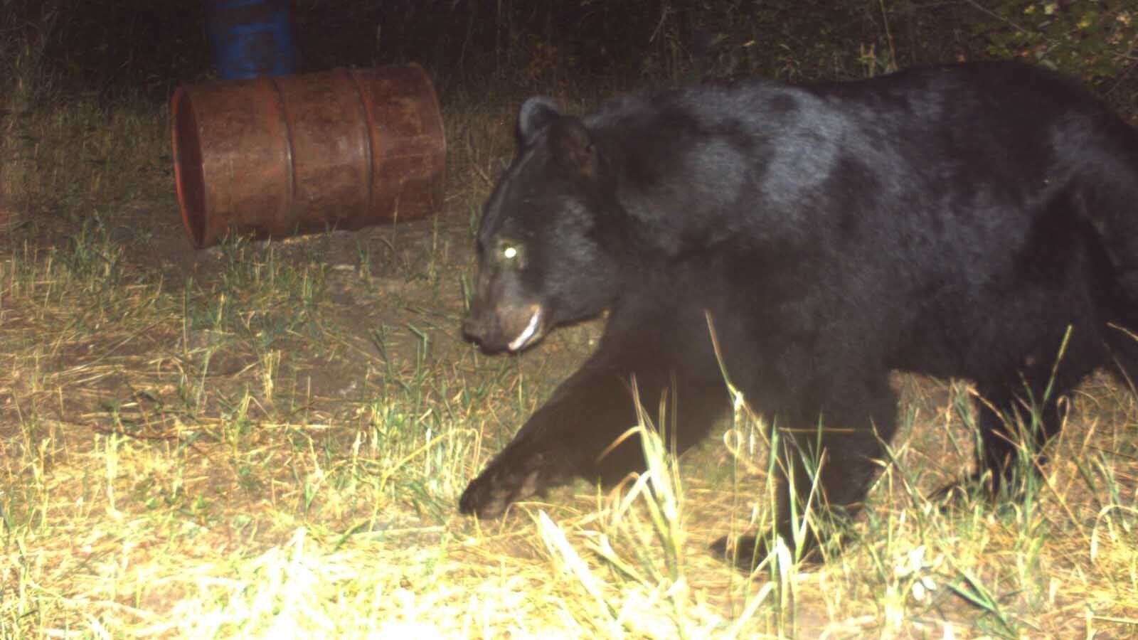 Hunters say that trail cam photos help them determine the sex and size of black bears to better focus their hunting efforts. But livestream video is illegal.