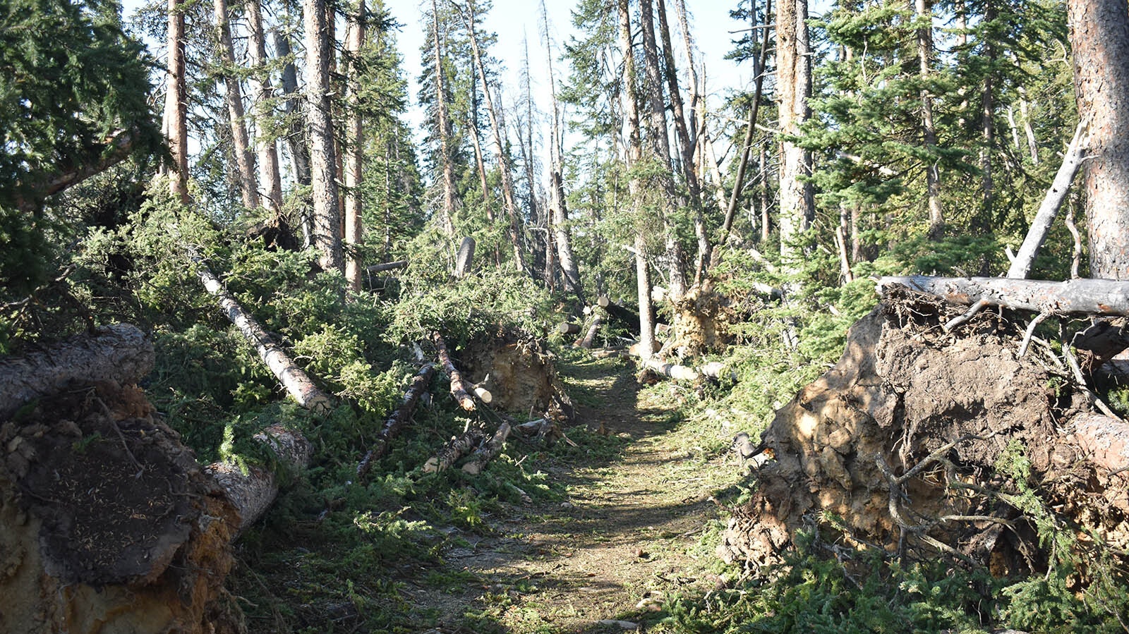 A wind storm Sept. 7, 2020, blew down thousands of trees along the Elkhart Trail.