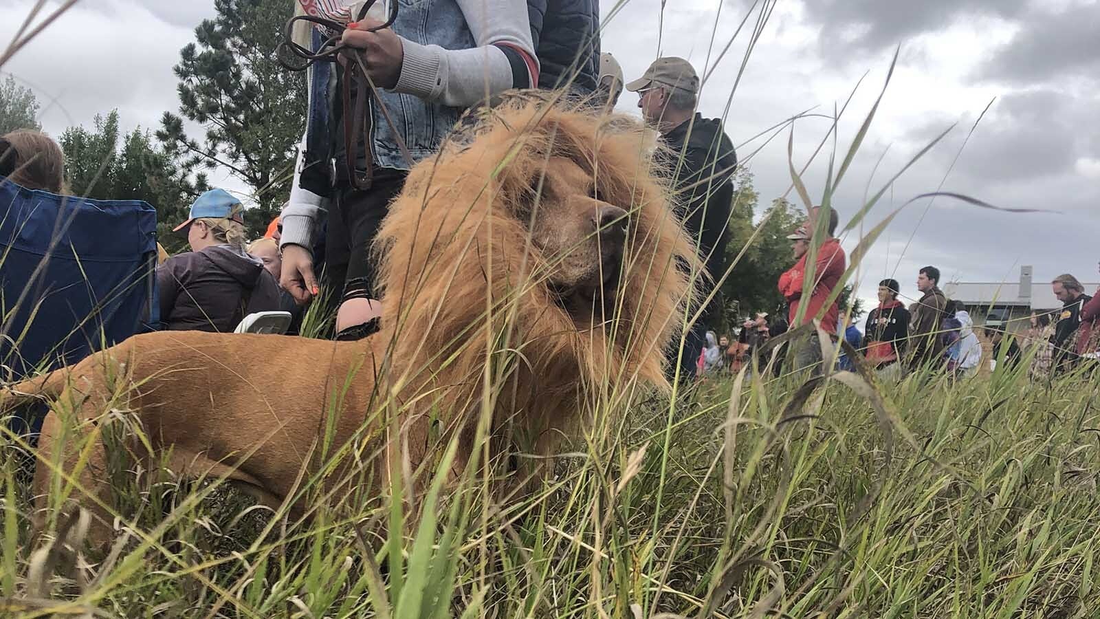 In 2019, Patty and Steve Tobi created a circus in their backyard. Their dog played the part of a lion.