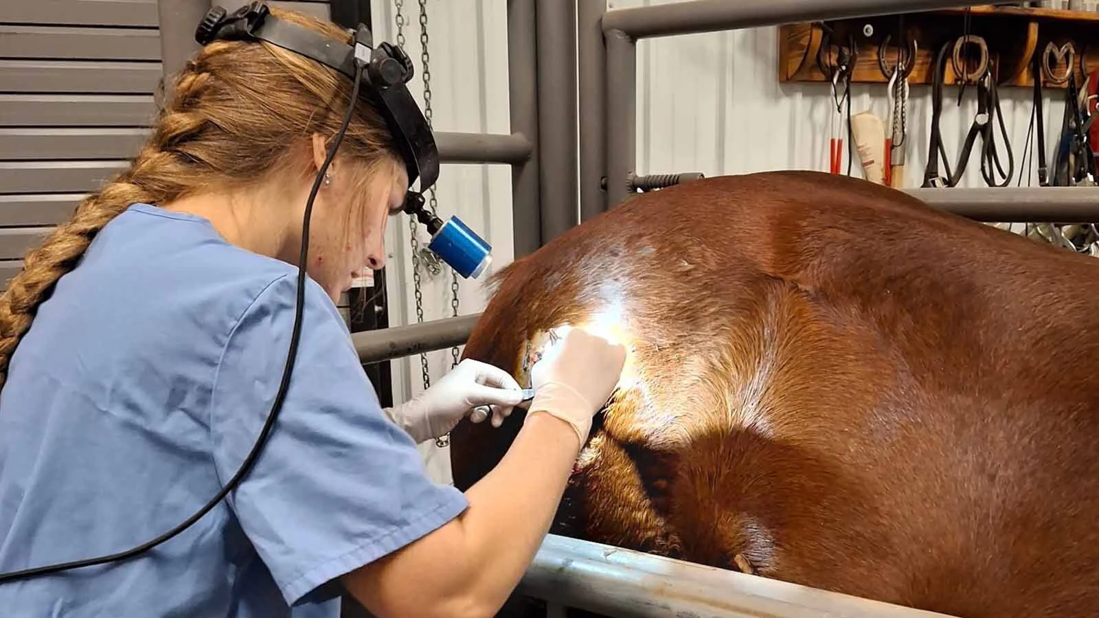 In Wyoming, cattle outnumber people, but the number of veterinarians treating food animals has shrunk by about 90% since World War II, and only 5% of new vets are interested in the job. That puts Wyoming’s, and the nation’s, food supply at risk. Above, a vet with Laramie Peak Veterinary Clinic treats a horse.