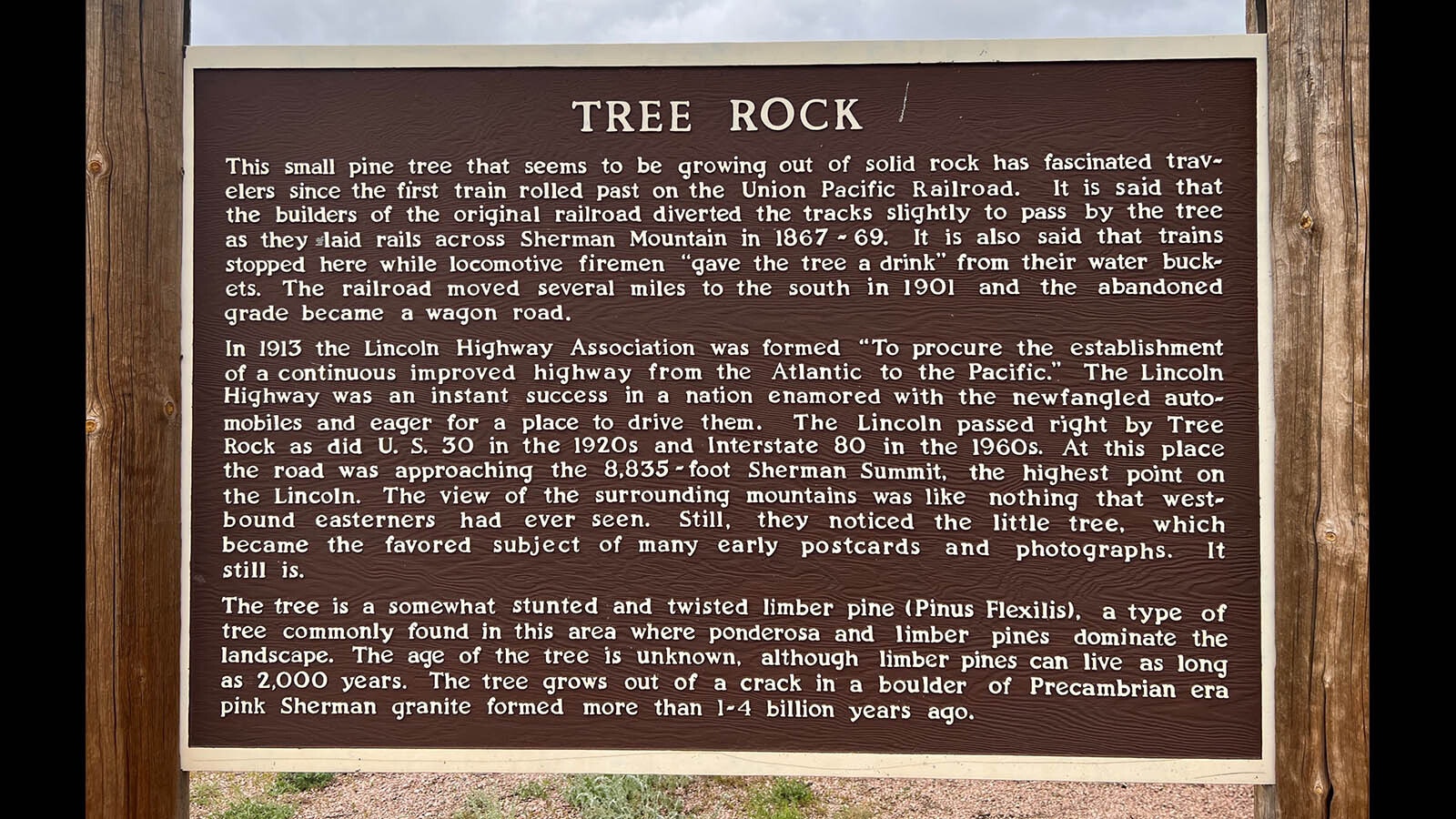 This sign next to Tree Rock tells the story of the limber pine that grows out of a boulder in the middle of Interstate 80.