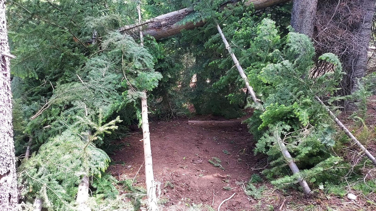 Somebody illegally hacked down about 20 live trees at the Tower Hill campground on Casper Mountain to build this lean-to right in the middle of a hiking trail.