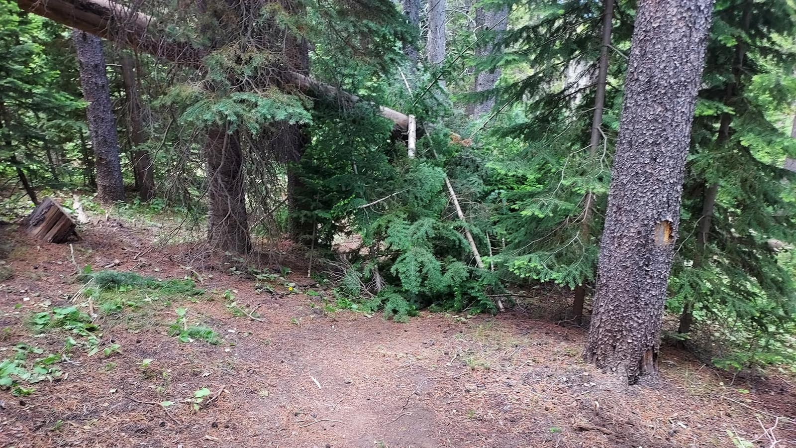 Somebody illegally hacked down about 20 live trees at the Tower Hill campground on Casper Mountain to build this lean-to right in the middle of a hiking trail.