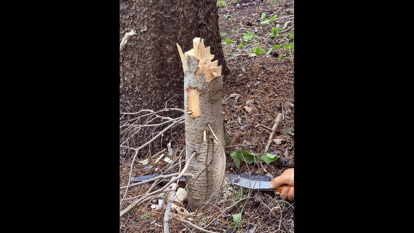 The stumps of young trees that had been illegally hacked down with a hatchet had to be removed on Friday, because they presented a hazard at the Tower Hill Campground on Casper Mountain.