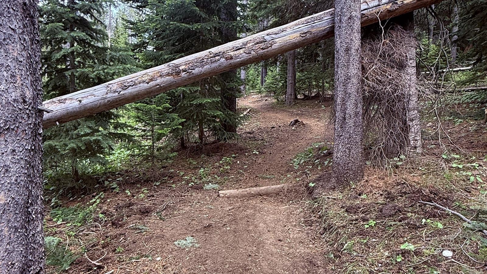 This is what a trail leading from the Tower Hill campground on Casper Mountain is supposed to look like. Volunteers this week cleaned up a lean-to that had been set up there using young trees that had been illegally chopped down. An old recliner and trash were also left at the site.