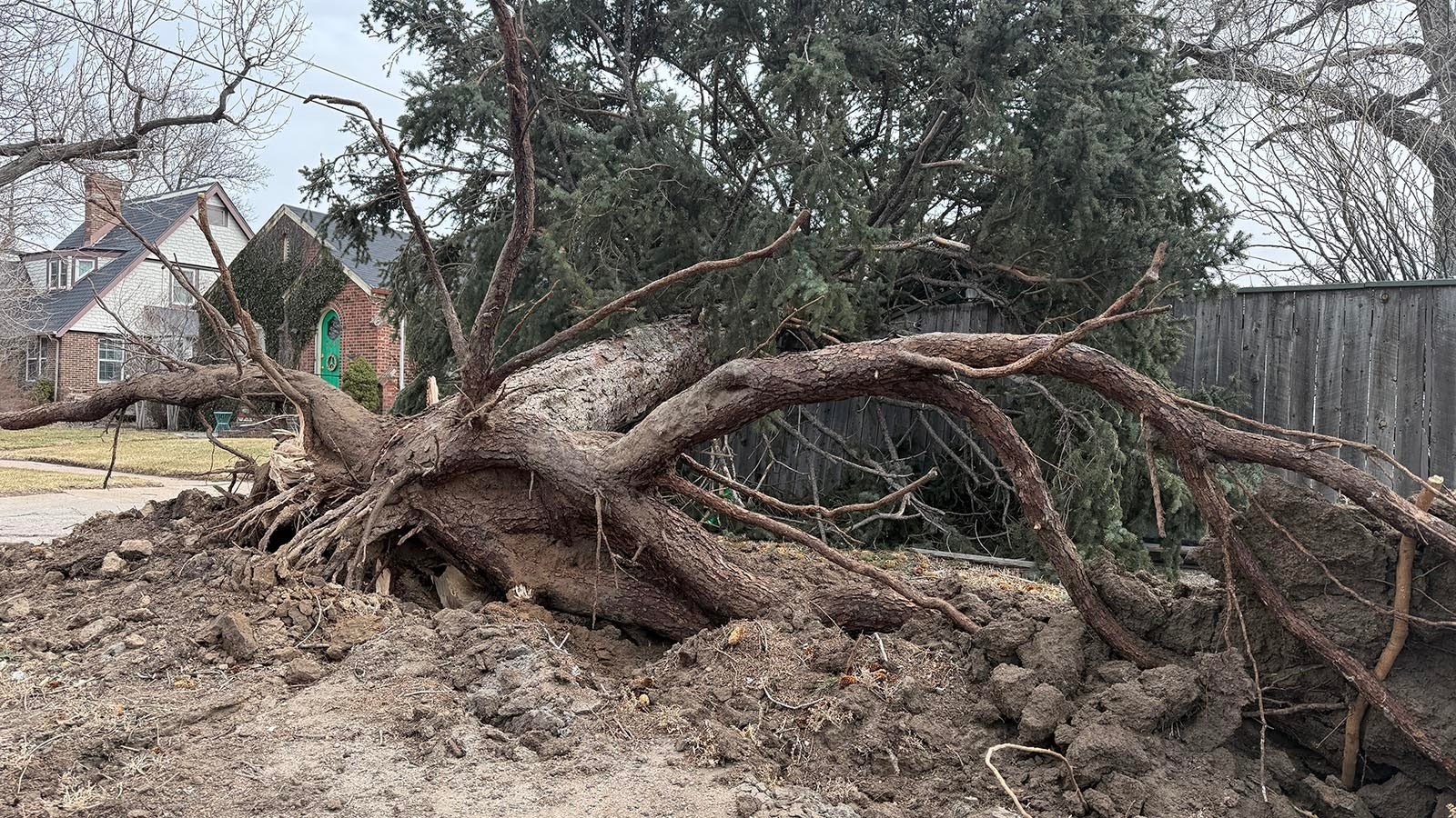 A strong Thursday windstorm uprooted a number of large trees across Cheyenne, causing considerable damage.