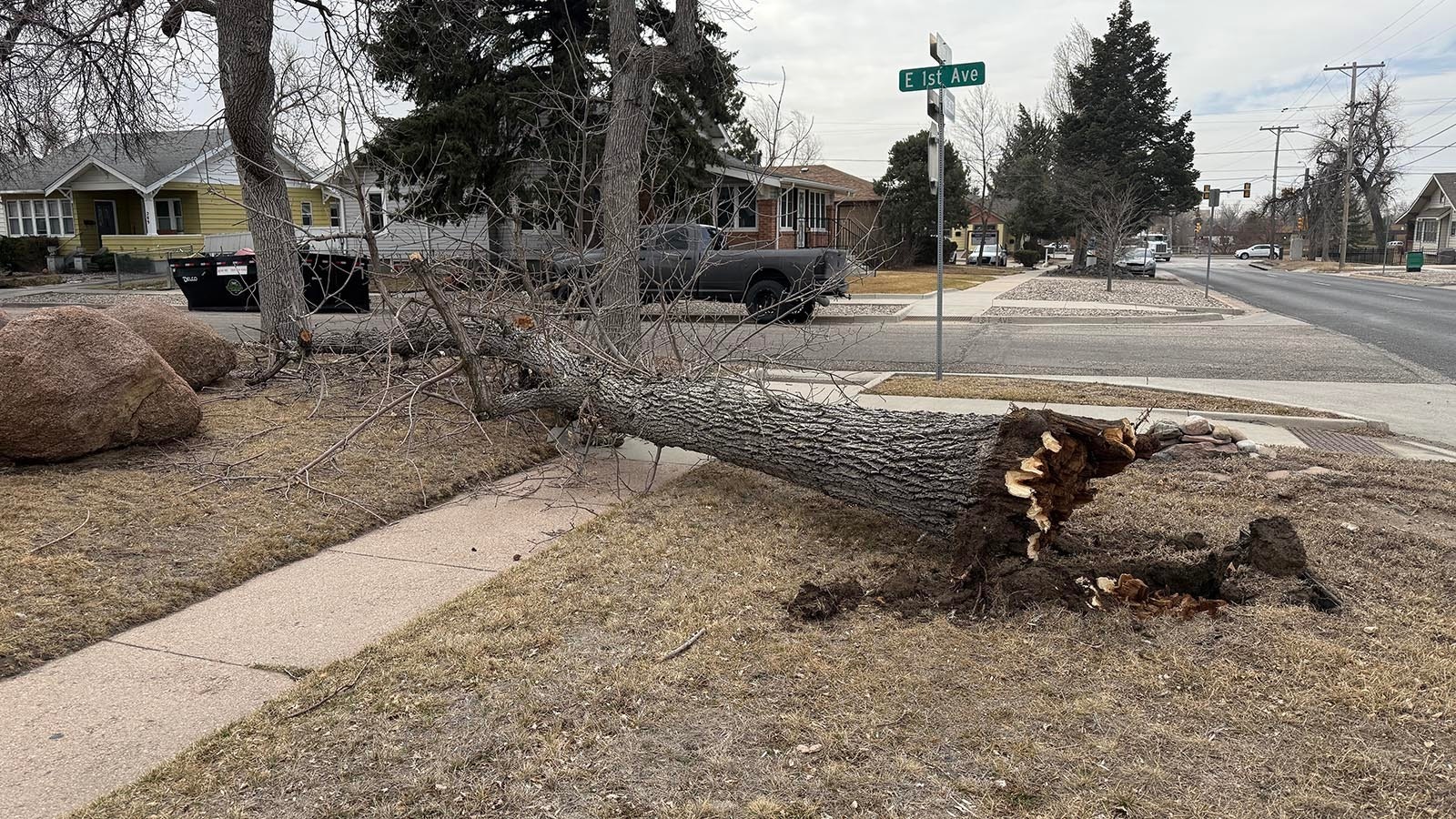 A strong Thursday windstorm uprooted a number of large trees across Cheyenne, causing considerable damage.