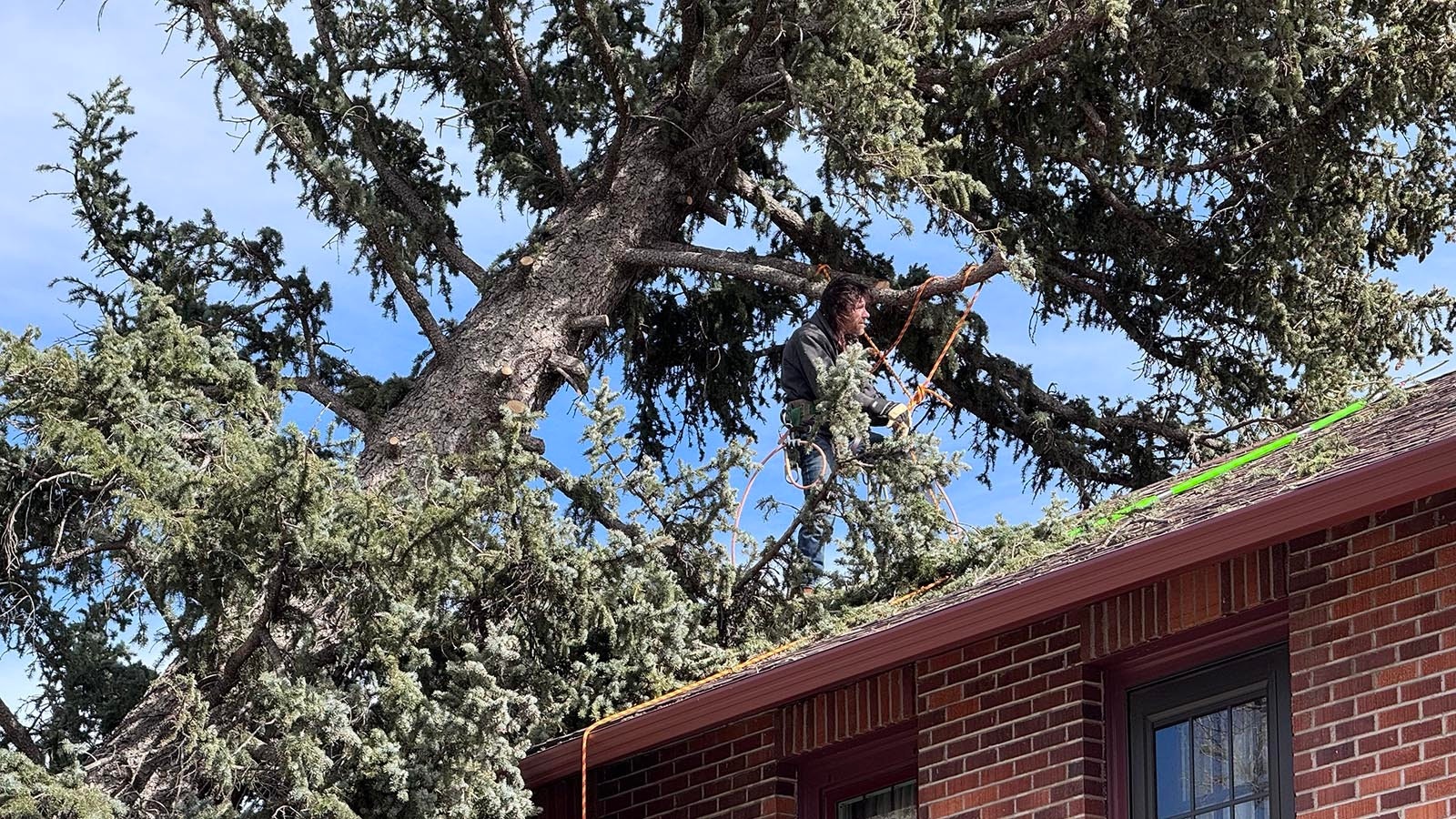 A crew with The Tree Feller in Cheyenne works to remove this large tree that was blown onto a house during a record-setting windstorm on Thursday, March 12, 2026.