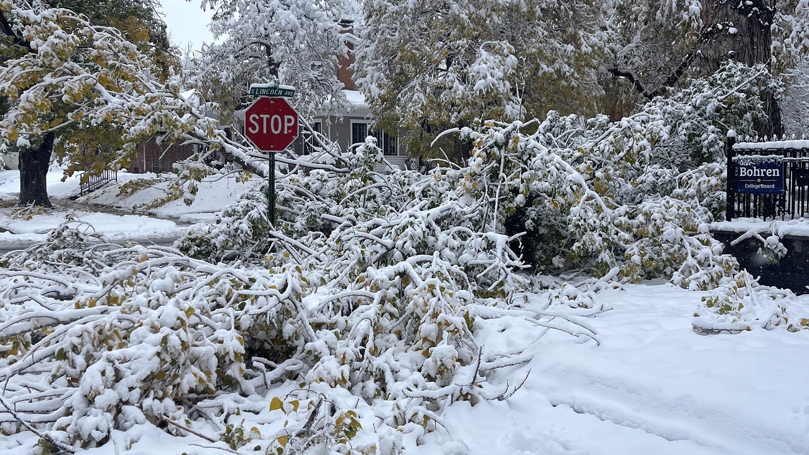 The late October snowstorm in Casper created mayhem with tree branches in the city. The cottonwood outside the Belcher’s house in central Casper lost a huge branch along with other branches.