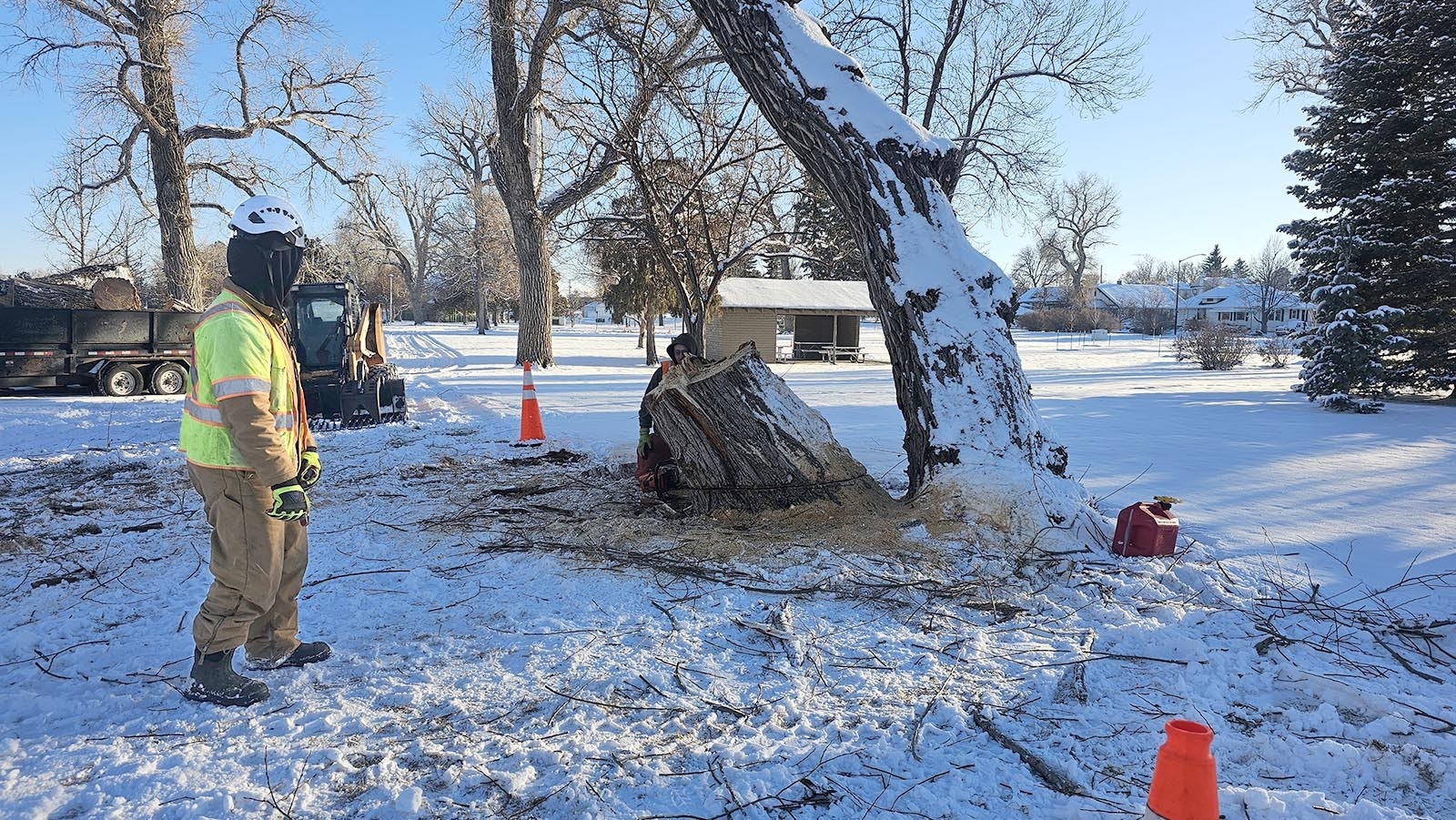 A worker observes while a coworker finishes taking out the stump of a cottonwood tree at Holiday Park in Cheyenne that shows some signs of compromise. But residents are questioning the removal of some other trees, which they say were younger and healthier.