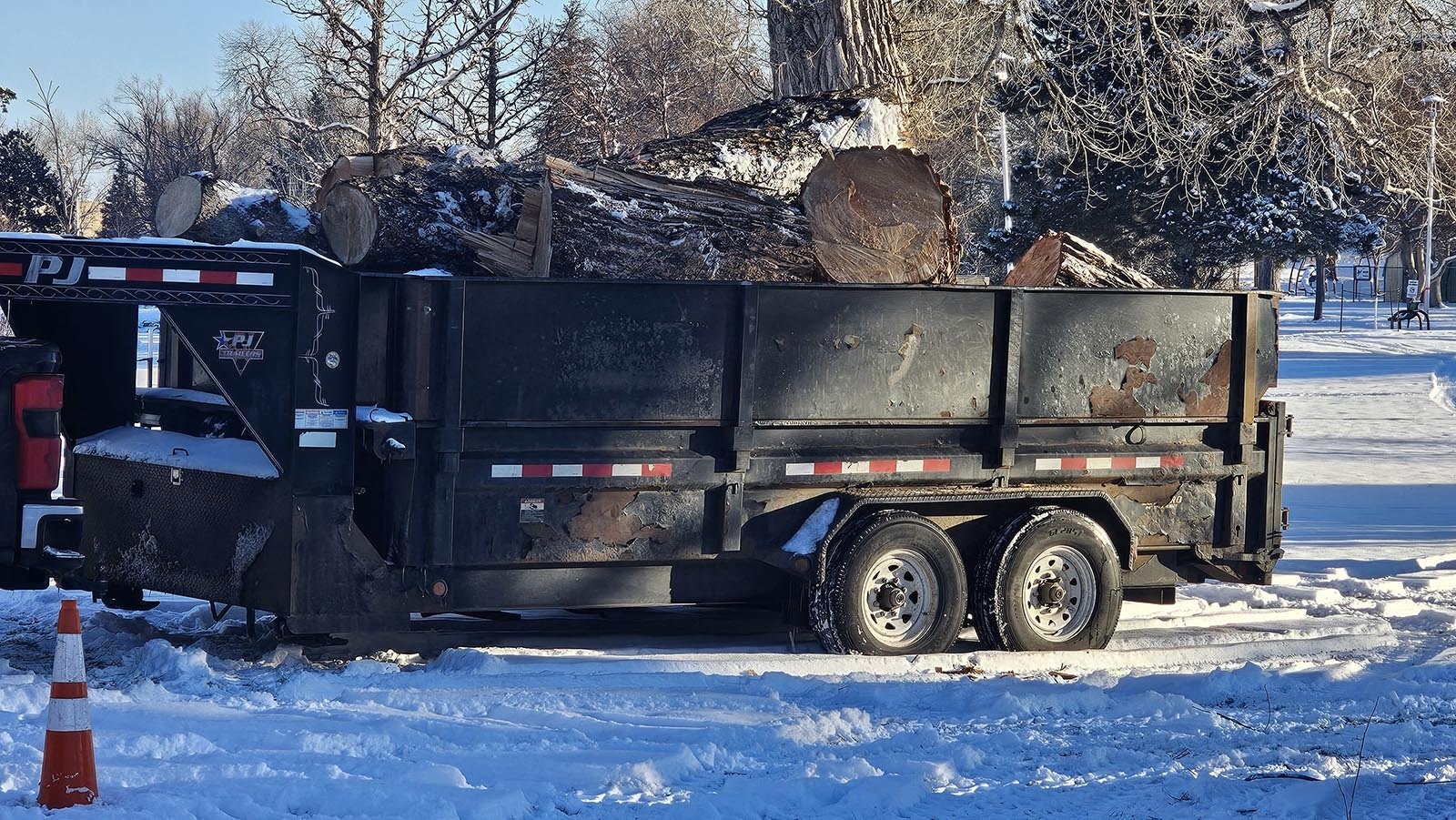 Some of the wood from trees being removed from Holliday Park.