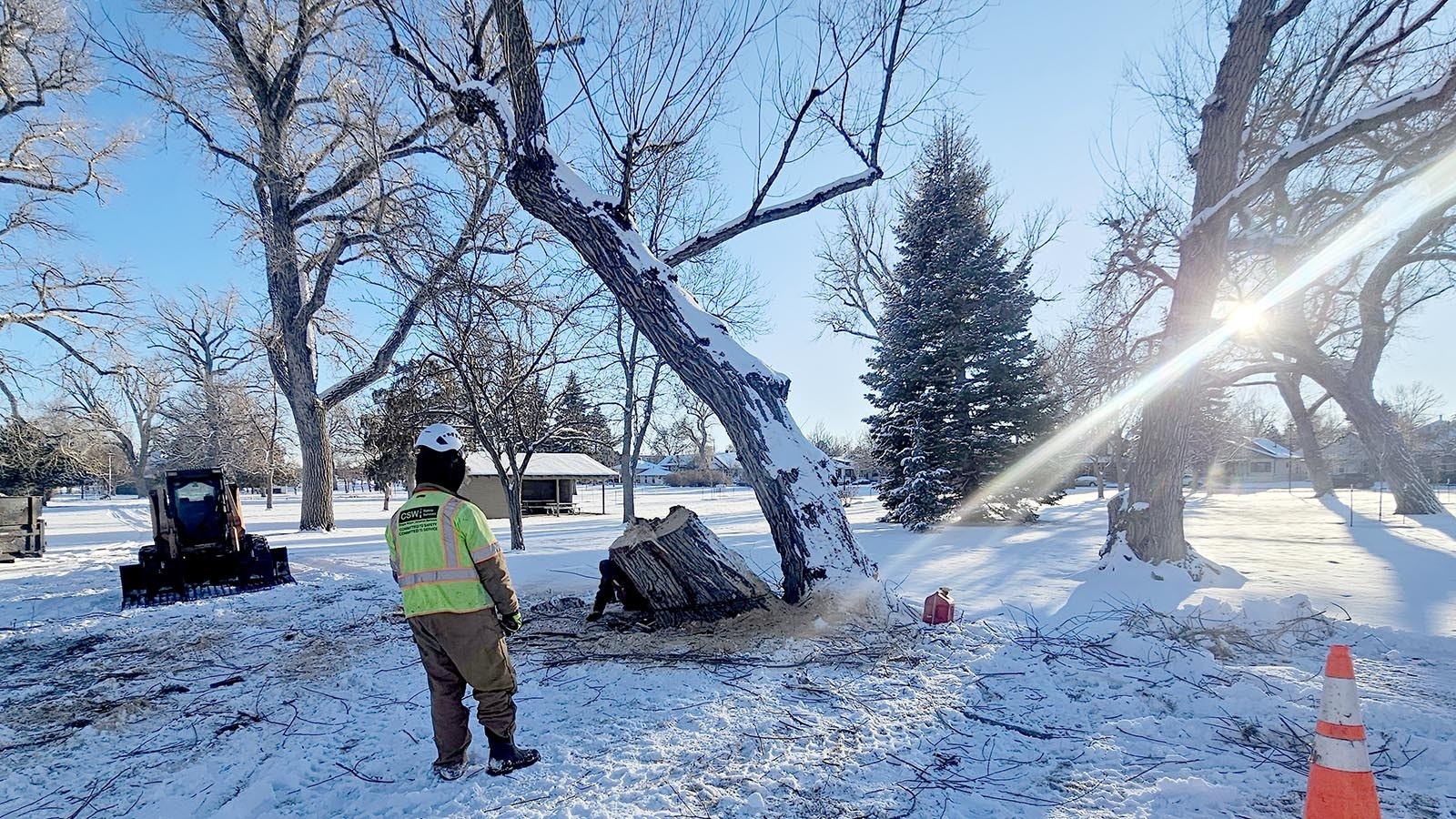 A worker watches as a colleague finishes removing the stump of a tree from Holliday Park.