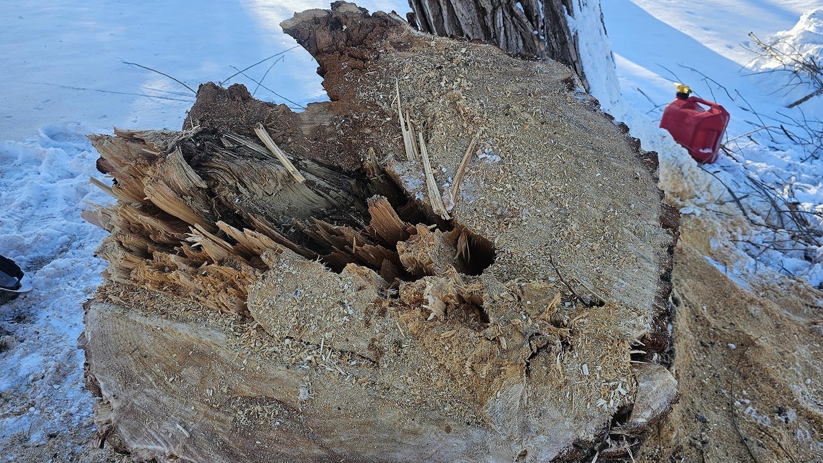 The stump of this tree, recently removed from Holliday Park, does show signs of compromise.