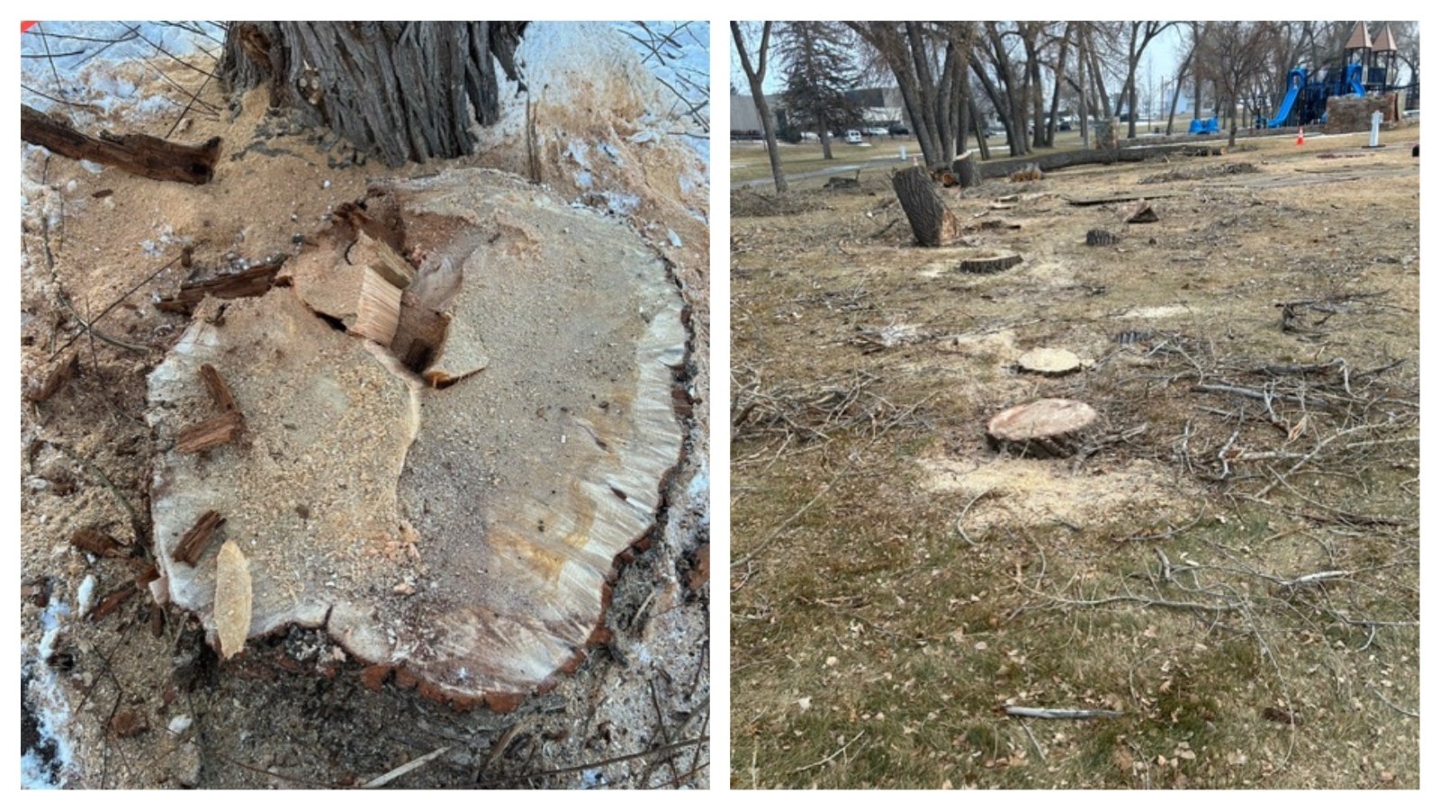 Left, the stump of a tree locals called Old 49 shows some signs of compromise, but neighbors of the tree feel it had a lot of life left. Right, the stumps of 10 younger trees removed at Holiday Park in Cheyenne.