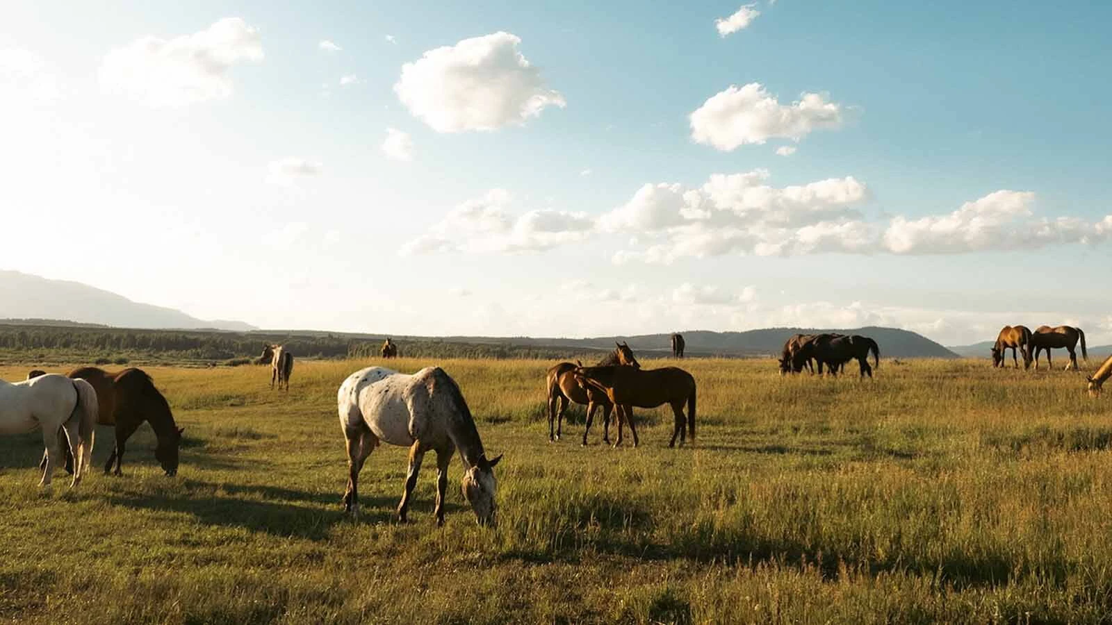 This year marks the 100th anniversary of the legendary Triangle X Ranch in Grand Teton National Park, now led by a fifth generation of the Turner family.