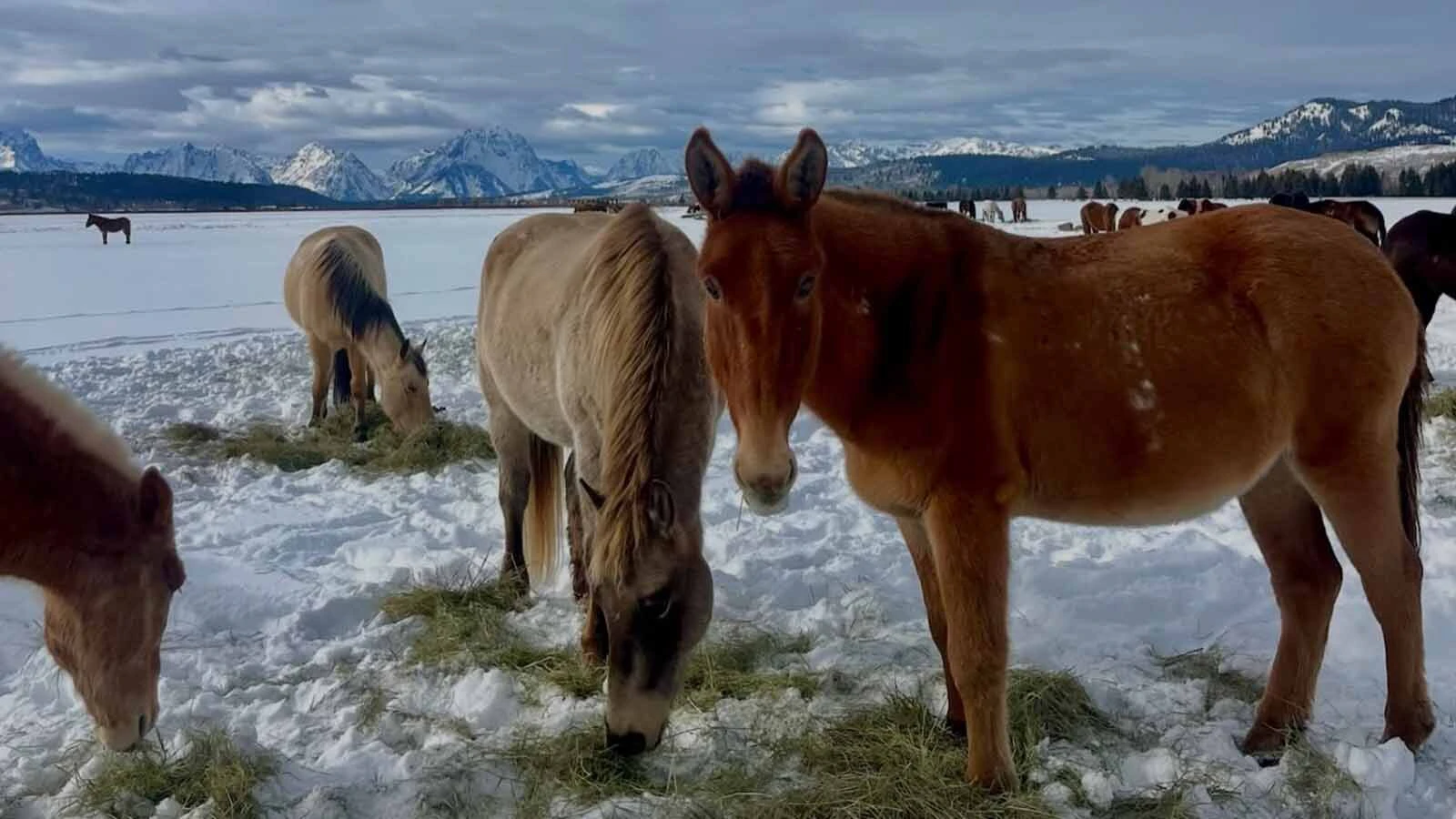 This year marks the 100th anniversary of the legendary Triangle X Ranch in Grand Teton National Park, now led by a fifth generation of the Turner family.