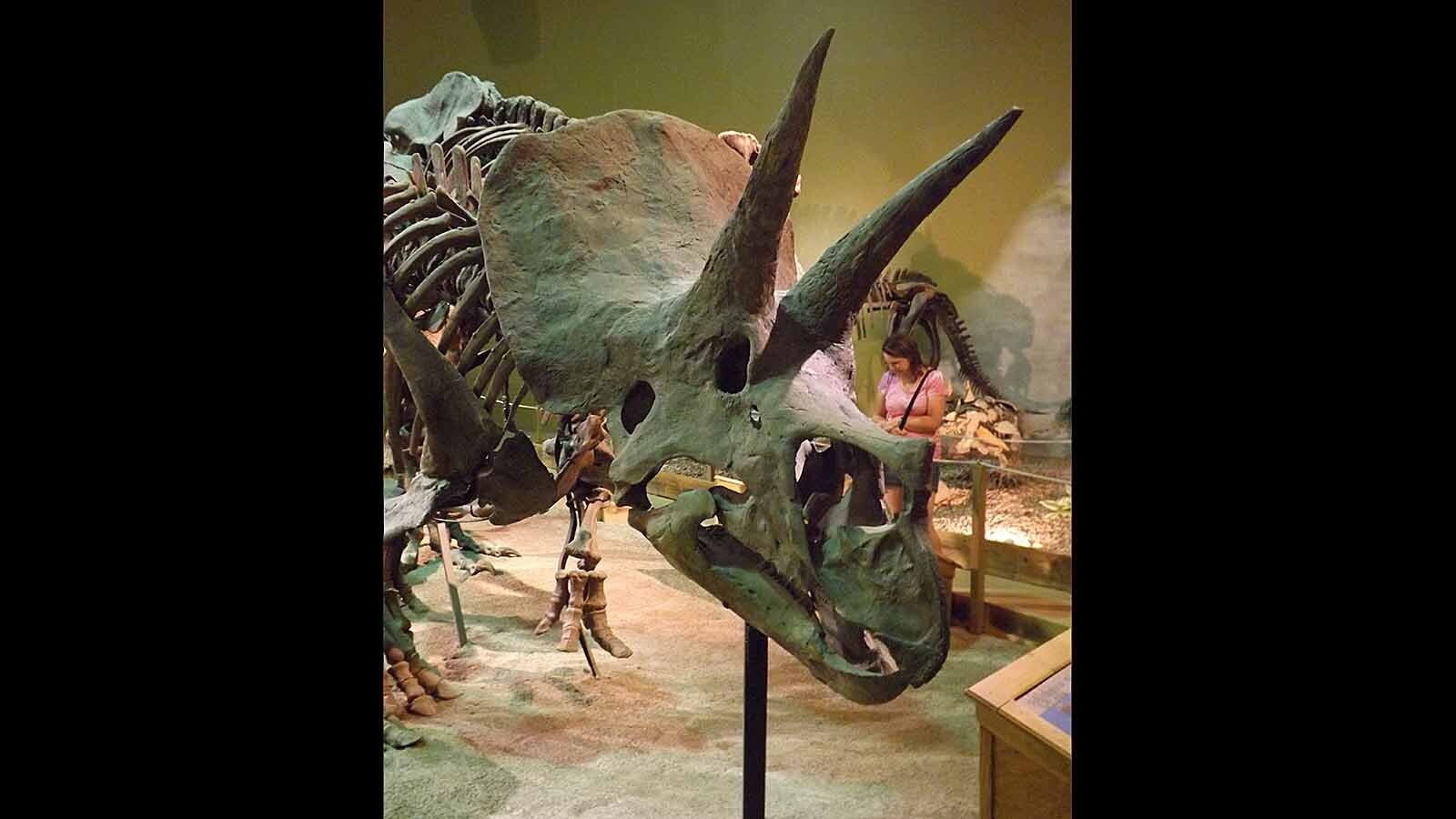 A Triceratops named “Trey” has been a popular exhibit at the Wyoming Dinosaur Center in Thermopolis for 30 years. Now it’s hit the auction block, and could sell for up to $5.5 million. Some worry Wyoming’s dinosaurs could disappear “with one phone call."