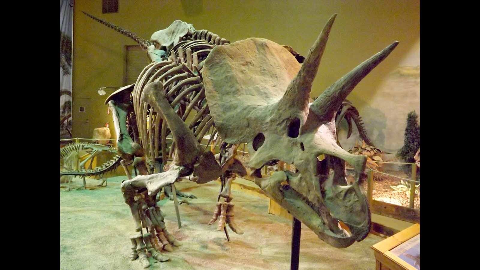 A Triceratops named “Trey” has been a popular exhibit at the Wyoming Dinosaur Center in Thermopolis for 30 years. Now it’s hit the auction block, and could sell for up to $5.5 million. Some worry Wyoming’s dinosaurs could disappear “with one phone call."