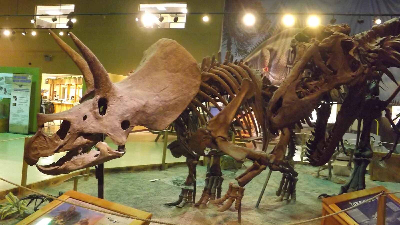 A Triceratops named “Trey” has been a popular exhibit at the Wyoming Dinosaur Center in Thermopolis for 30 years. Now it’s hit the auction block, and could sell for up to $5.5 million. Some worry Wyoming’s dinosaurs could disappear “with one phone call."