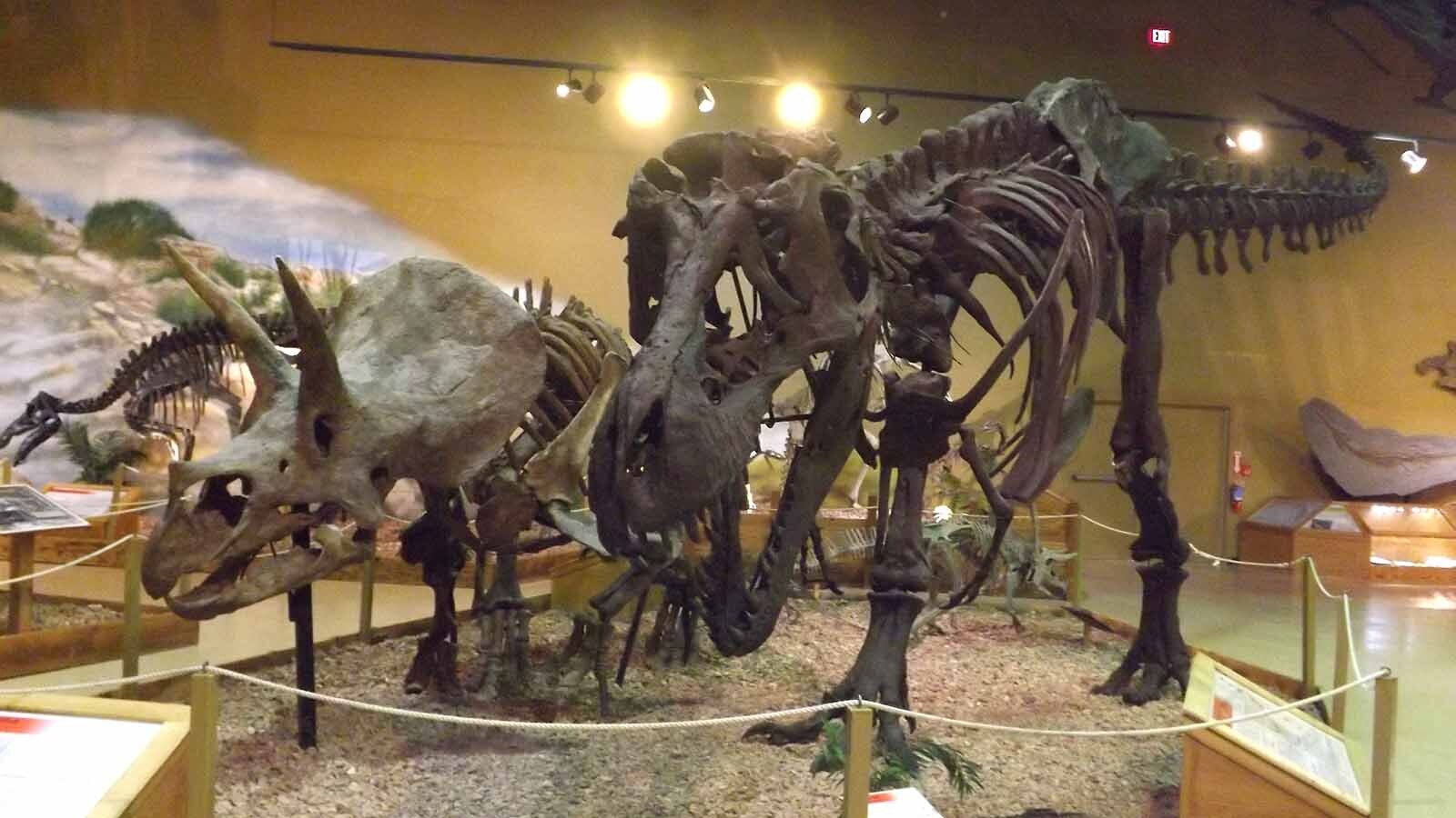 A Triceratops named “Trey” has been a popular exhibit at the Wyoming Dinosaur Center in Thermopolis for 30 years. Now it’s hit the auction block, and could sell for up to $5.5 million. Some worry Wyoming’s dinosaurs could disappear “with one phone call."