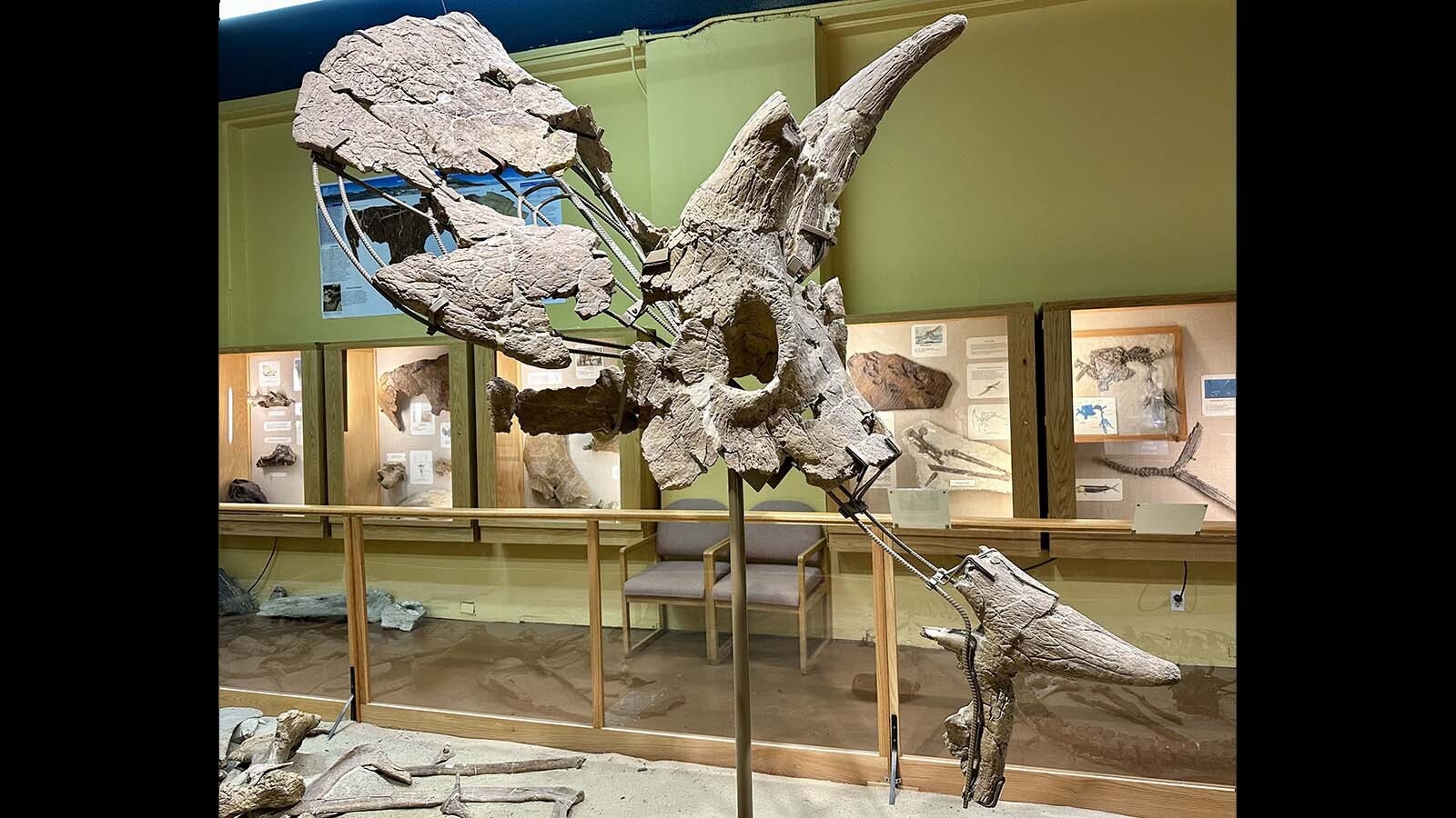 Lady Stephanie," a Triceratops skull on display at the Paleon Museum in Glenrock. This skull was one of the first fossils found in Triceratops Gulch, which is how the location and the project got its name. Triceratops is the most common dinosaur found in the Lance Formation.