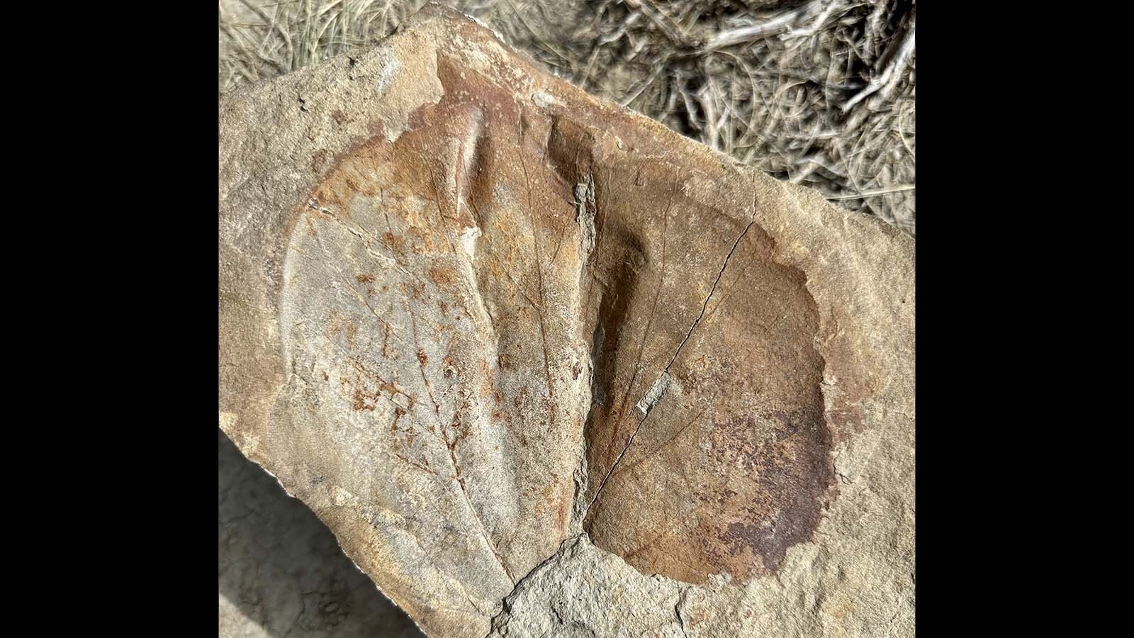 A plant impression from Triceratops Gulch. This has been tentatively identified as a lily pad, a fossilized reminder that Wyoming was much warmer and wetter at the end of the Late Cretaceous Period.
