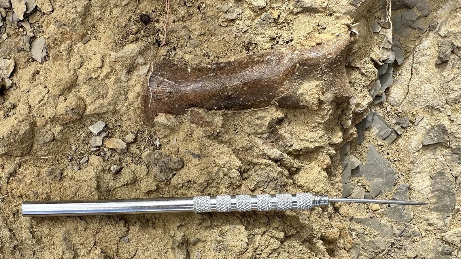 A dinosaur bone in Site B.22.8 with a dental pick for scale. This fossil could be a carpal bone from the hand of a carnivorous dinosaur, but identifying fossils in the field is difficult.