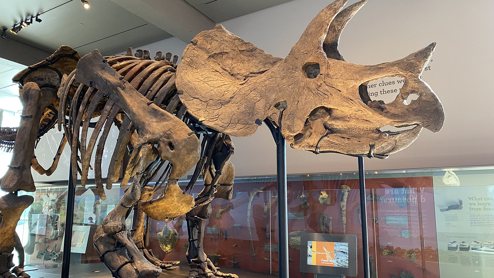 A Triceratops skeleton in the Natural History Museum of Los Angeles County. Bones from the hips and ribcage were found in Niobrara County in 1998.