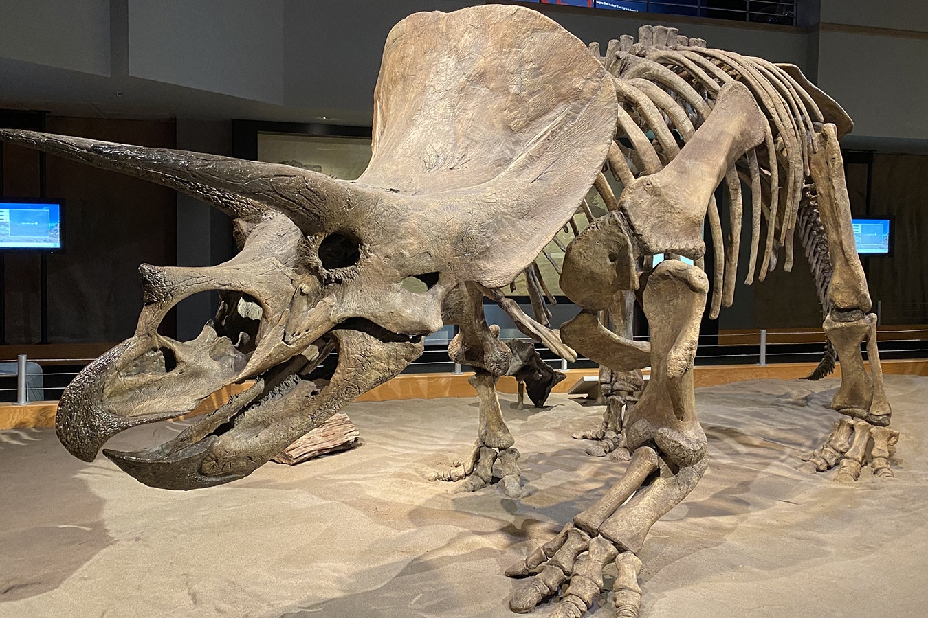 A Triceratops skeleton in the Royal Tyrrell Museum of Paleontology in Alberta, Canada. This is a replica of the Triceratops skeleton in the American Museum of Natural History in New York City. The skull was found in Niobrara County in 1909.