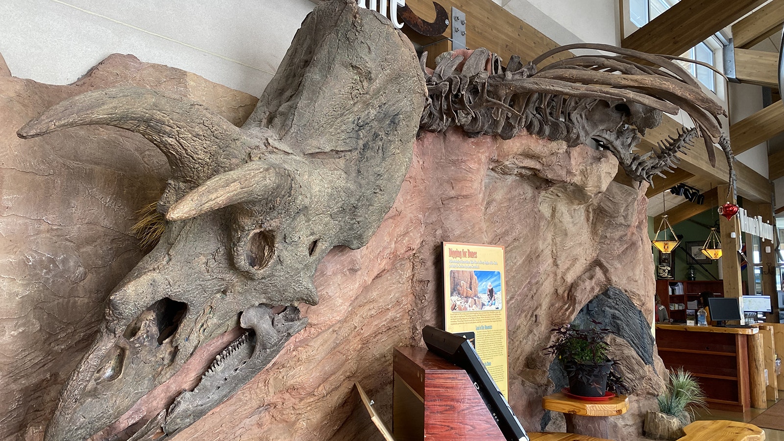 A replica of the Triceratops specimen "Kelcie" in the Northeast Wyoming Welcome Center. The actual specimen, found in 1998 in Niobrara County, is in the Children's Museum of Indianapolis in Indiana.