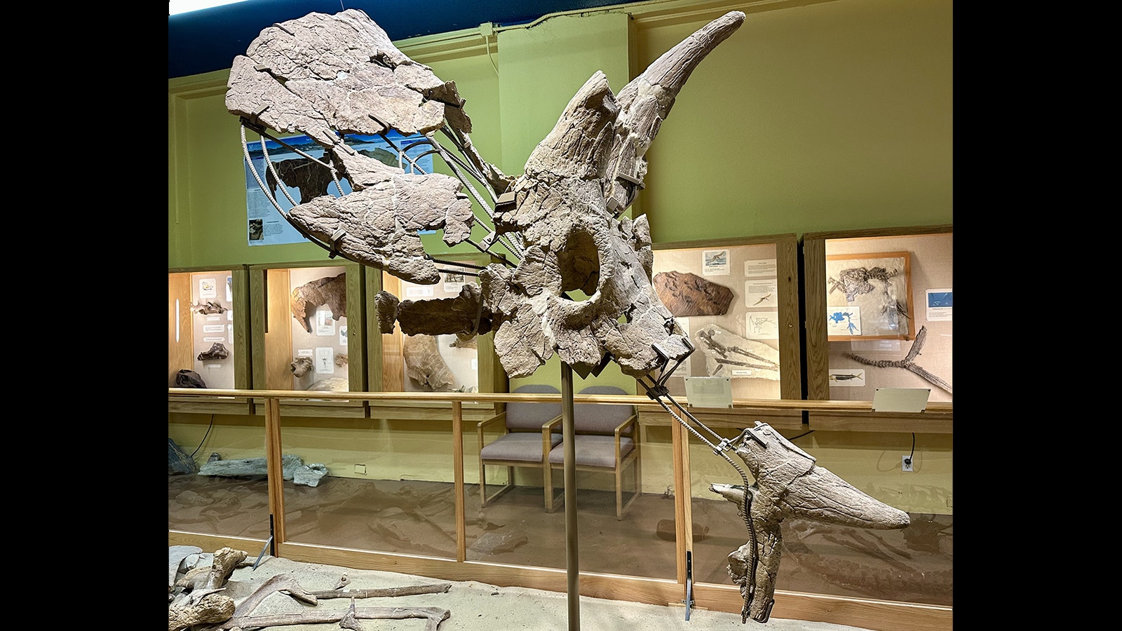 The skull of "Lady Stephanie," a Triceratops skeleton found near Glenrock and on display at the Glenrock Paleon Museum.