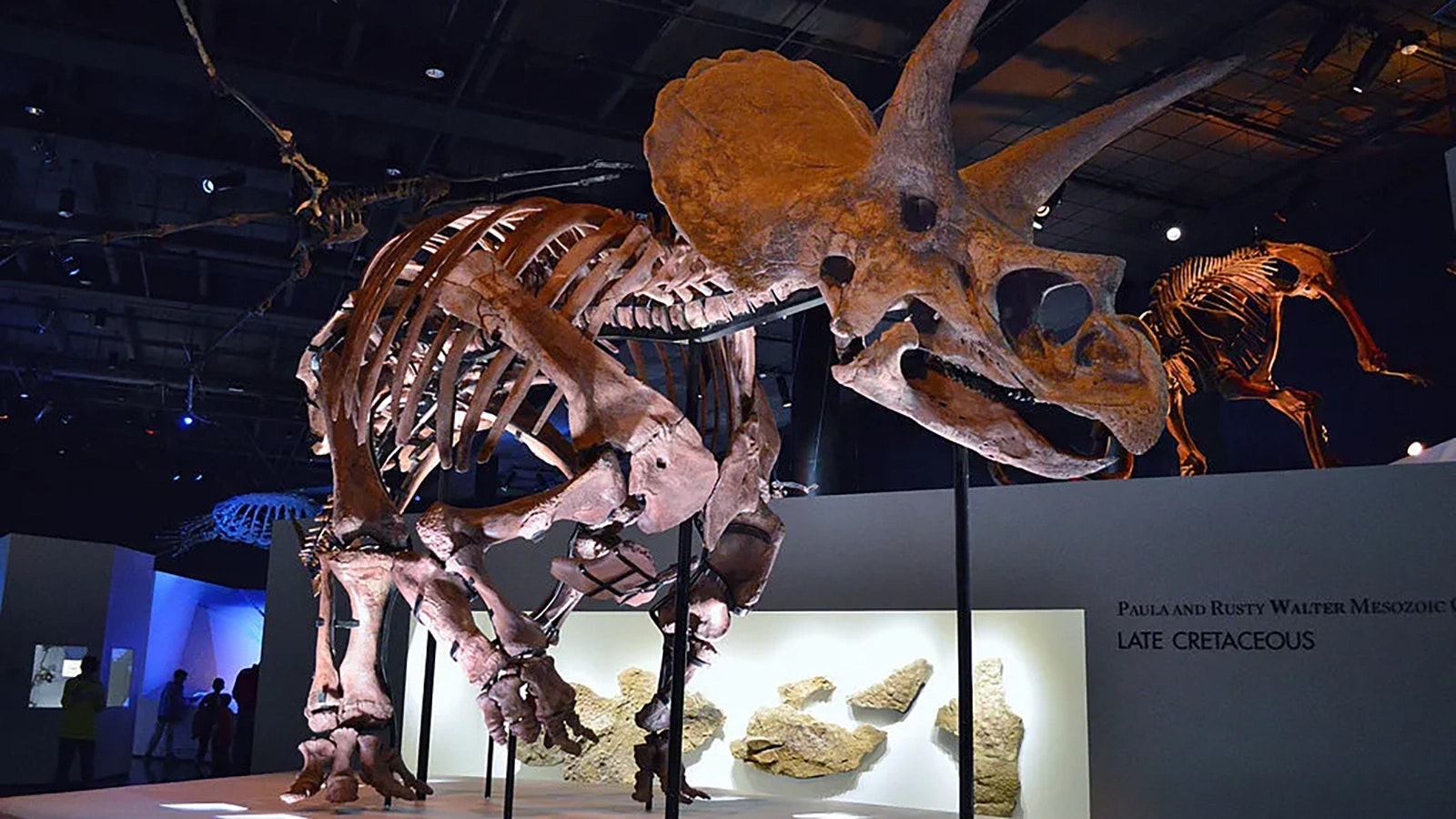 "Lane," a Triceratops on display at the Houston Museum of Natural Sciences. This specimen, found in Niobrara County, is one of the most complete ever found and included the first fossils of Triceratops skin.