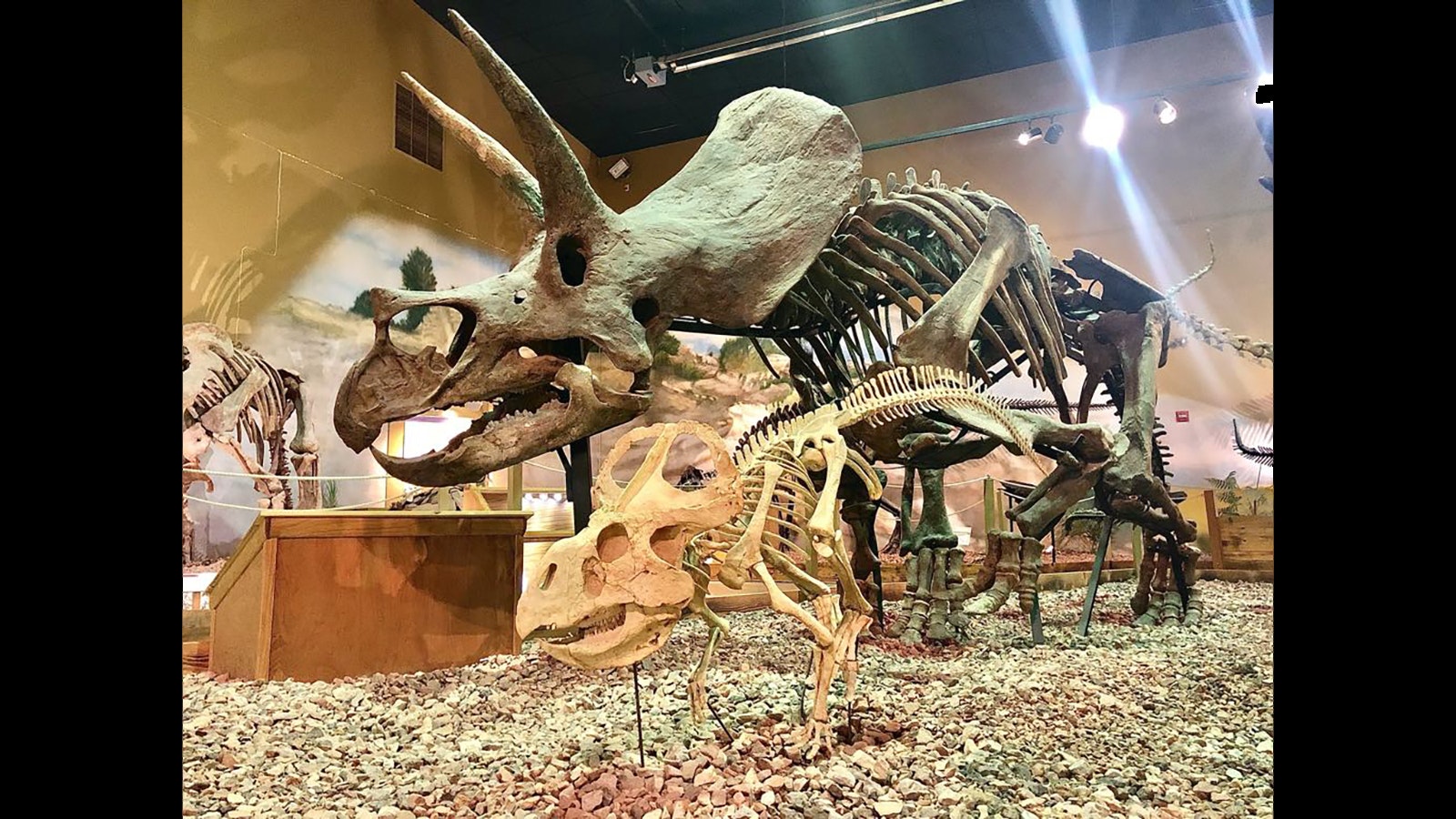 The Triceratops specimen displayed at the Wyoming Dinosaur Center in Thermopolis. This was the first real-fossil skeleton of Triceratops ever displayed in Wyoming in 1994, the same year Triceratops was recognized as the official state dinosaur.