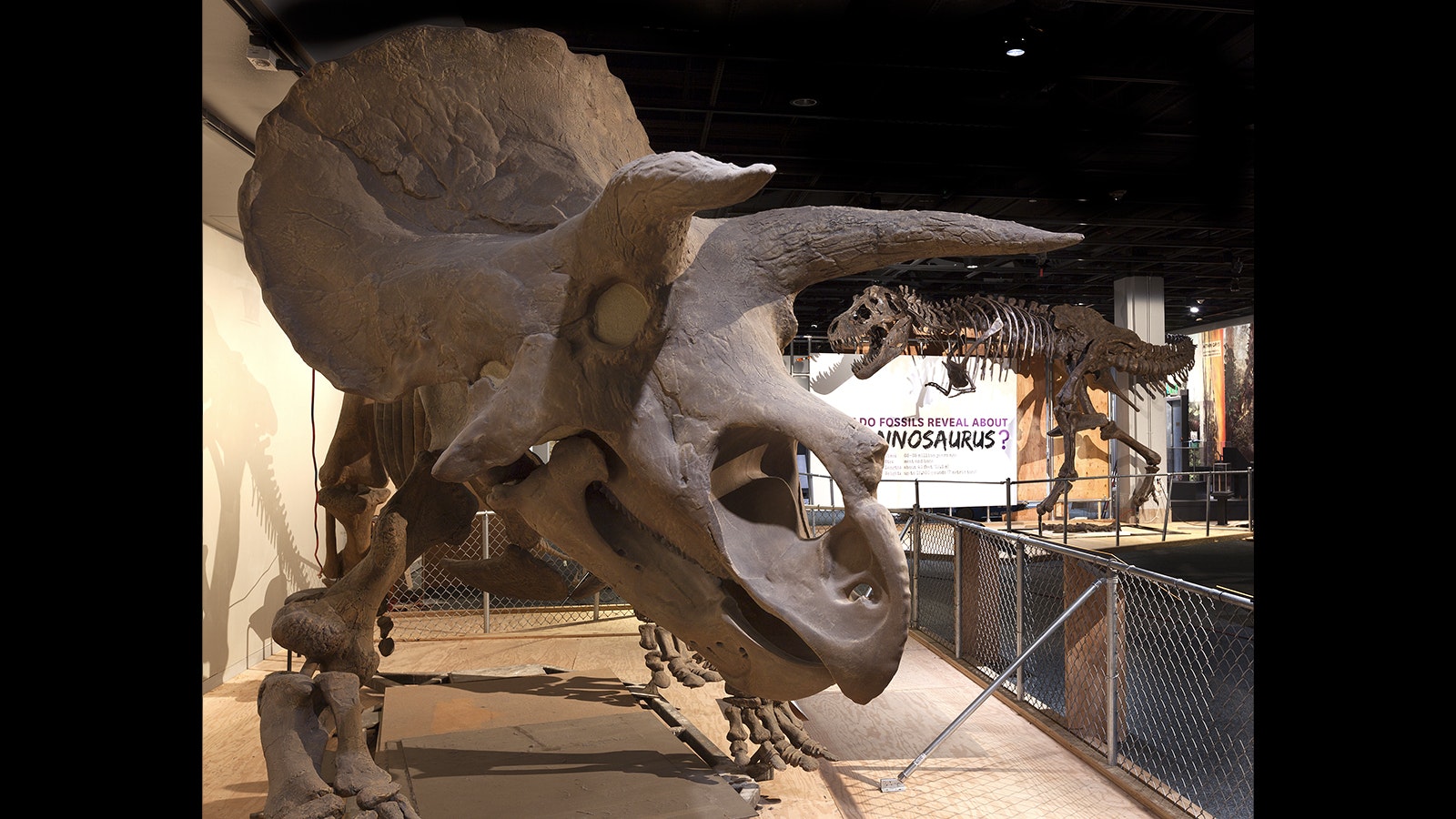 A replica of Hatcher, the first Triceratops skeleton ever mounted for display at the Smithsonian Institution in Washington, D.C. This specimen consists of 10 separate specimens found in Niobrara County.