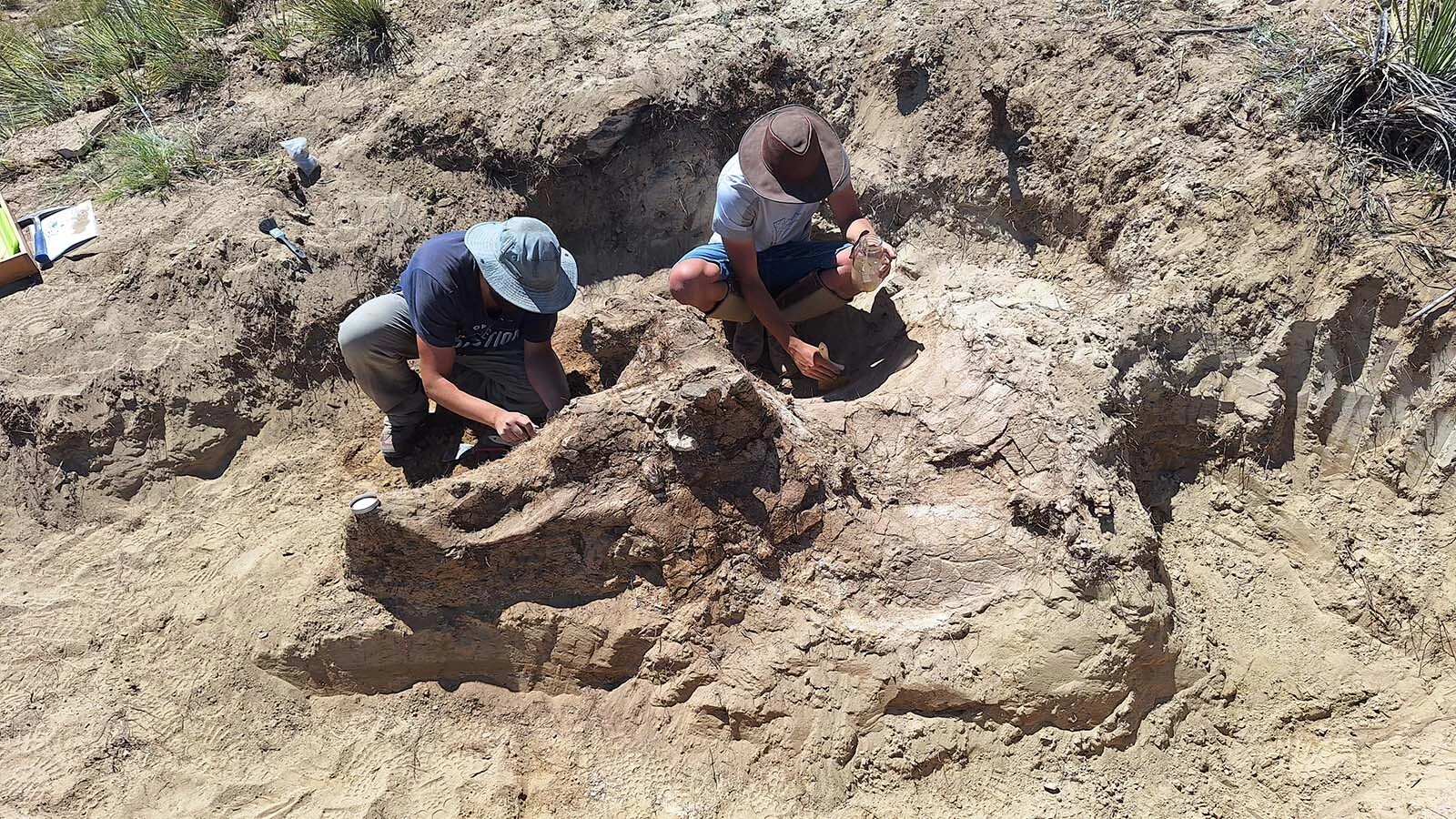“Veronika,” an extremely rare near-perfect Triceratops skull from eastern Wyoming, has been unveiled in a museum in the Netherlands. “The preparation, mounting, and remodeling of the missing pieces took 1,500 hours,” said the museum curator.