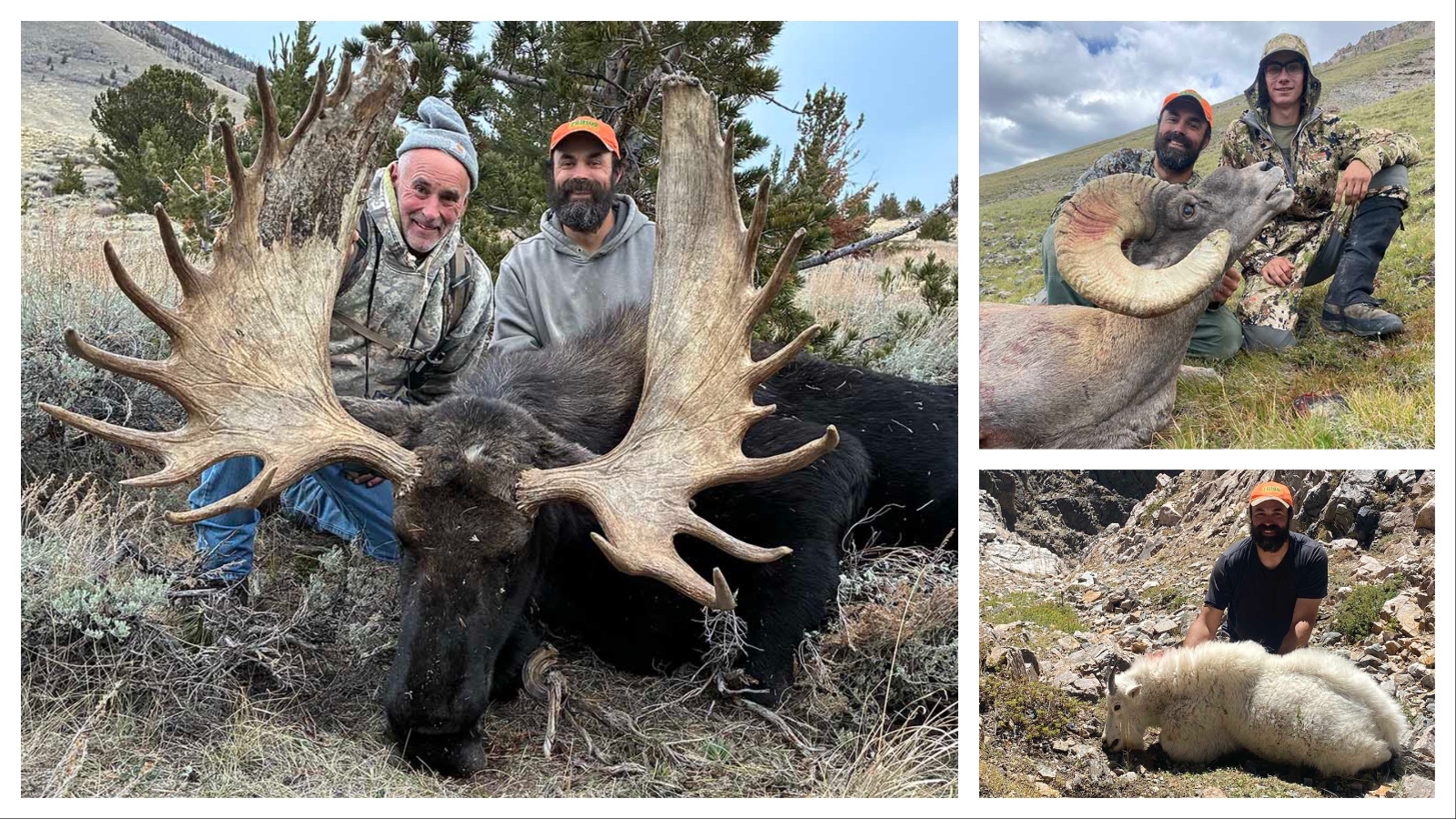 Nate Miller of Thermopolis shot this Shiras moose, left, in the Snowy Range Mountains. The massive bull could be one for the record books. This past season he also bagged this bighorn sheep, top right, and Rocky Mountain goat.