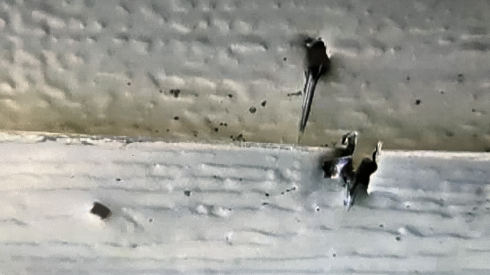 A photo presented by an Evansville couple to Natrona County commissioners on Tuesday showed three bullet holes in apparent home siding. They said it happened as a result of a neighbor’s carelessness with weapons.