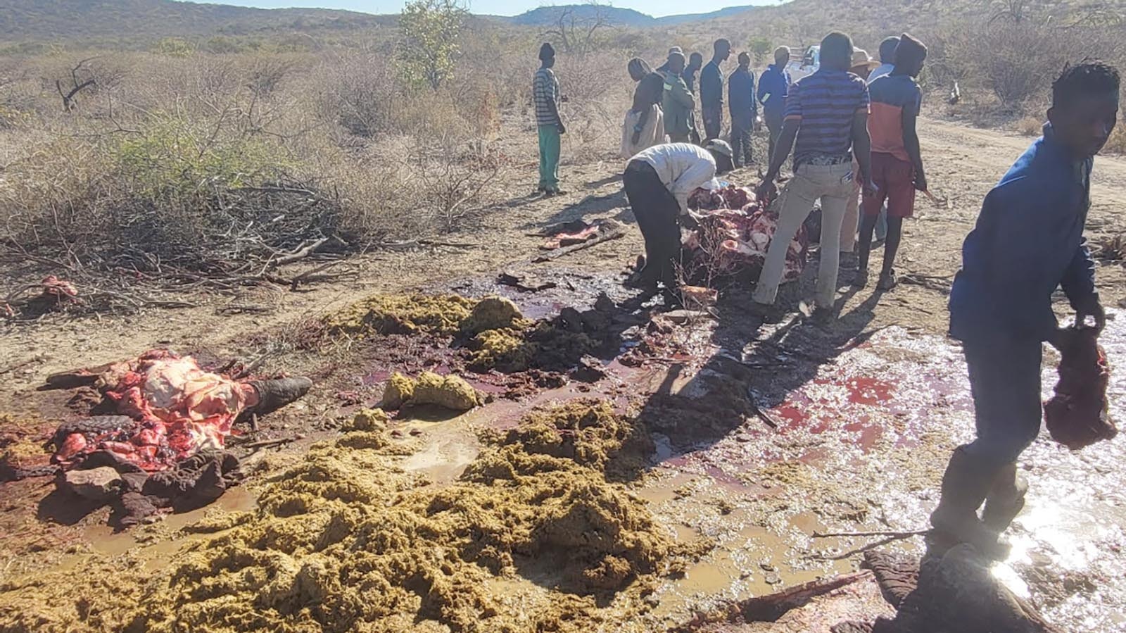 By the time local villagers were done picking over an elephant’s carcass after a hunt in Namibia, Africa, only a pool of blood and the undigested content of the animal’s stomach were left.