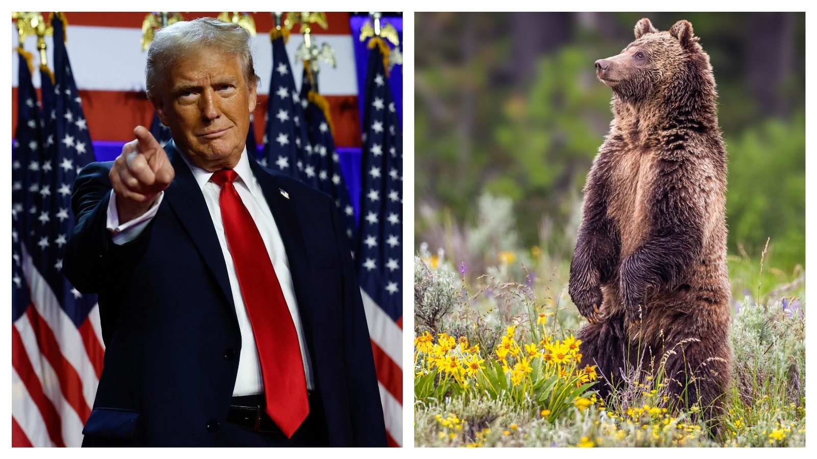 Trump and grizzly 11 11 24