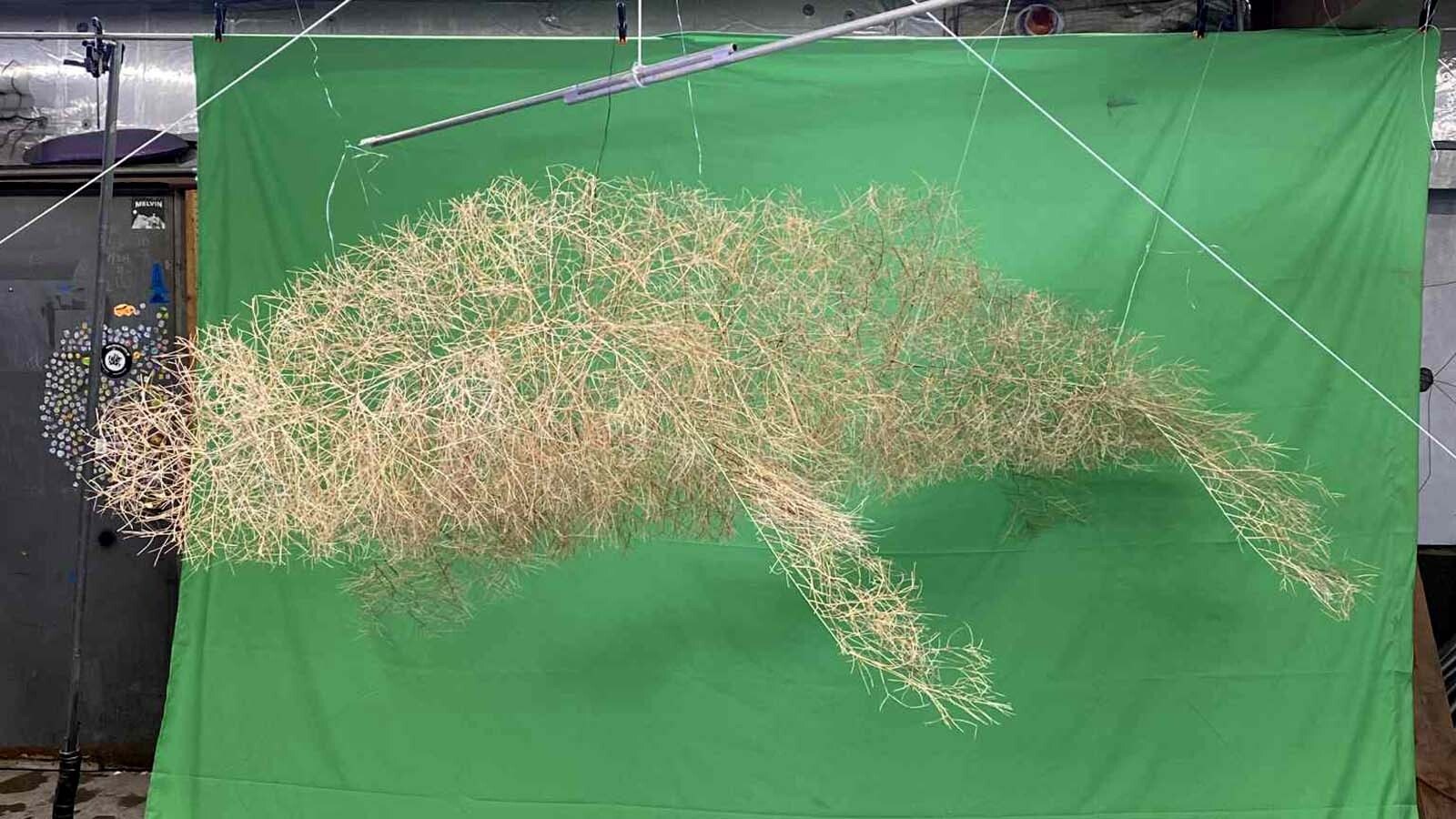 A 10-foot miniature of Ben Roth's "Tumblewhale." The Wyoming Arts Council selected the "tumblewhale" as part of its Art in Public Buildings Program, giving Roth an opportunity to make a much larger sculpture using 300 pounds of tumbleweed.