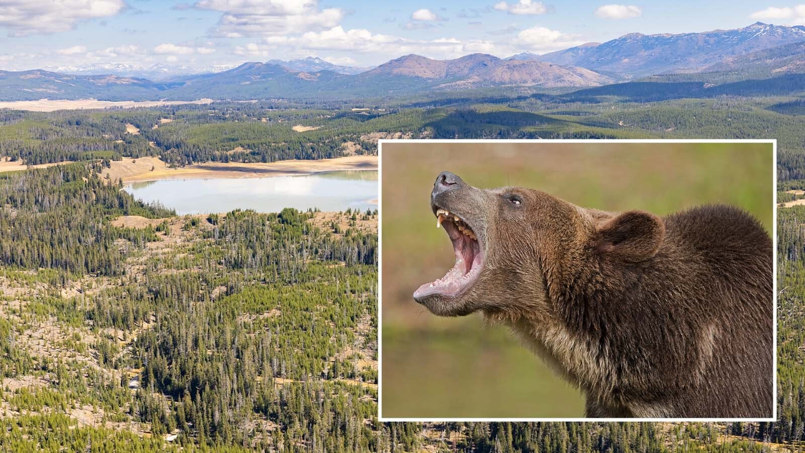 A 29-year-old solo hiker sustained serious injuries after encountering a bear near the northeastern shore of Yellowstone Lake in Yellowstone National Park on Tuesday. It's Yellowstone's first human-bear incident resulting in injury since 2021.
