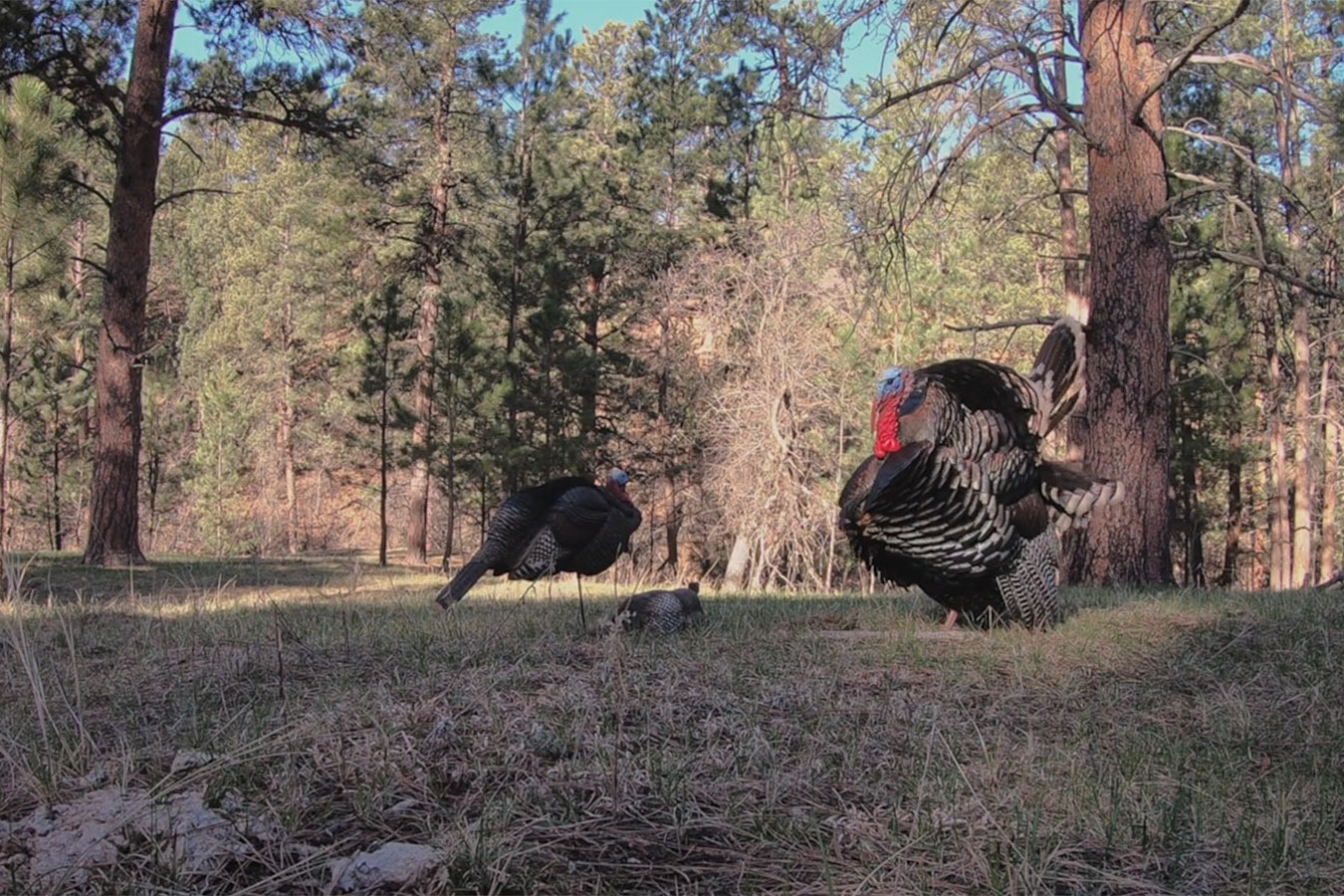 A turkey is lured in with a call and a decoy during a hunt near Devils Tower in northeast Wyoming.