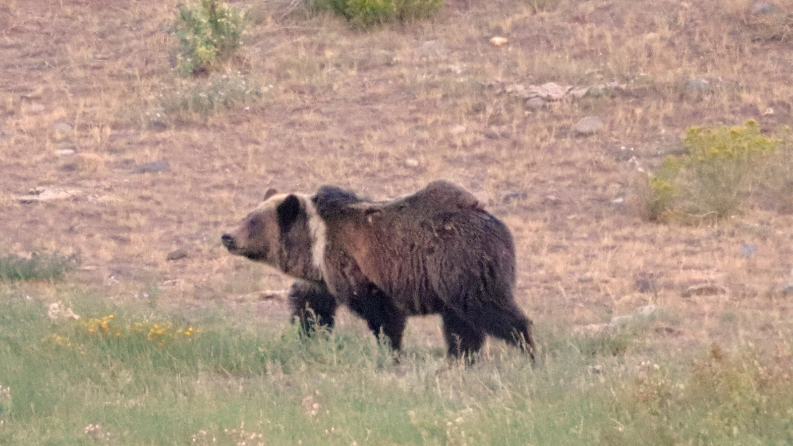 A white-collared adult grizzly has been spotted in the South Fork area near Cody recently.