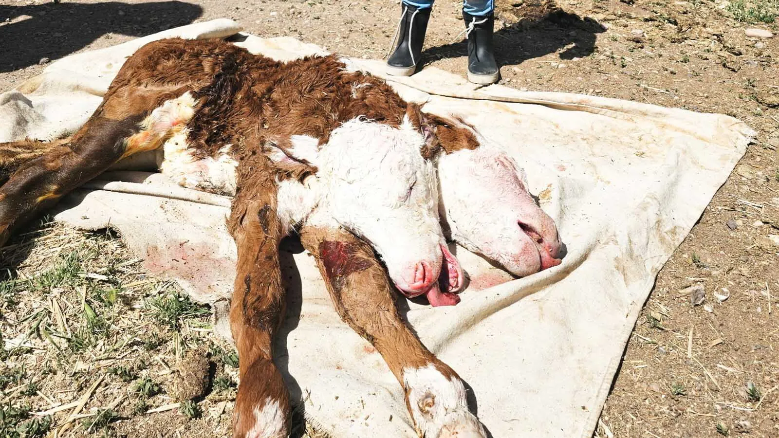 A Utah ranch saw something Friday that’s never happened before in the nearly 155 years its been raising cattle — the birth of a two-headed calf. It brings back memories for Wyoming ranchers who once had a cow give birth to a similar ultra-rare calf.