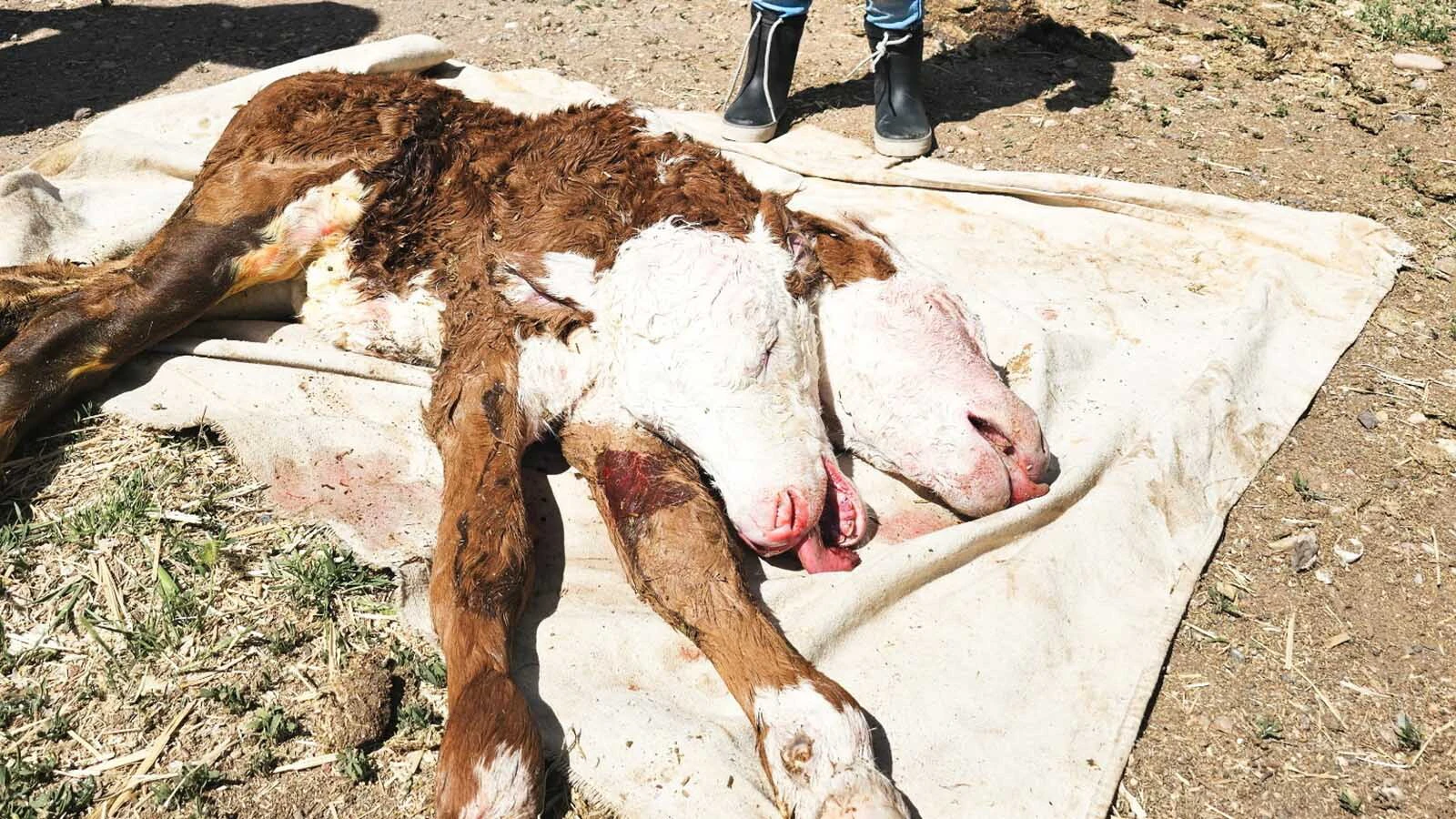A Utah ranch saw something Friday that’s never happened before in the nearly 155 years its been raising cattle — the birth of a two-headed calf. It brings back memories for Wyoming ranchers who once had a cow give birth to a similar ultra-rare calf.
