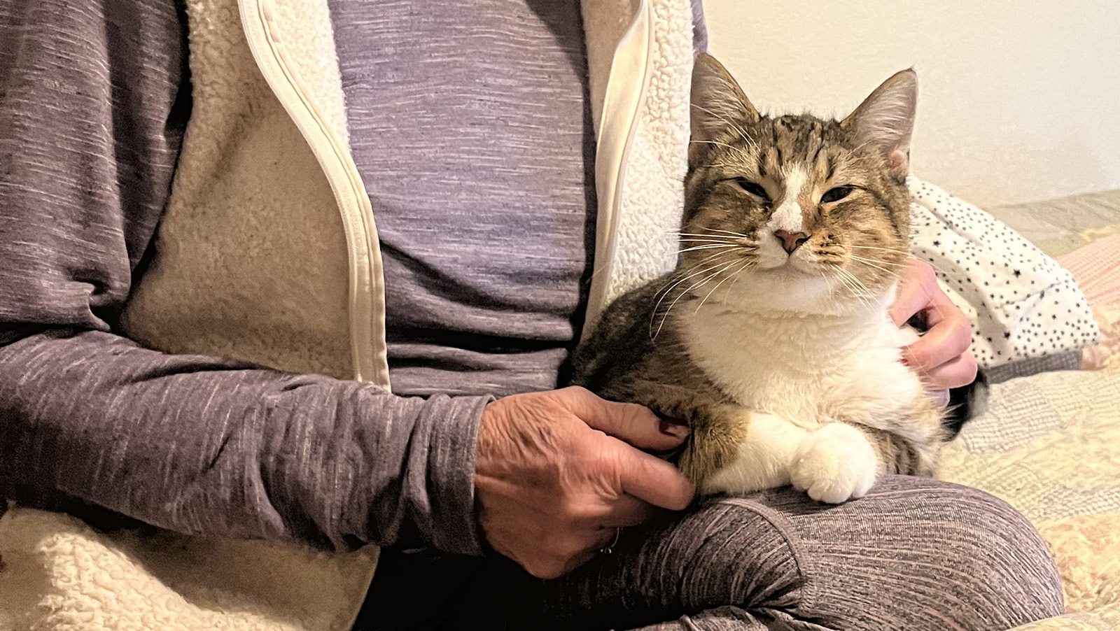 Tyler seems content after spending a day traveling to Denver on his way home to Decatur, Illinois. He was staying at a kitty B&B with Linda Goldman.